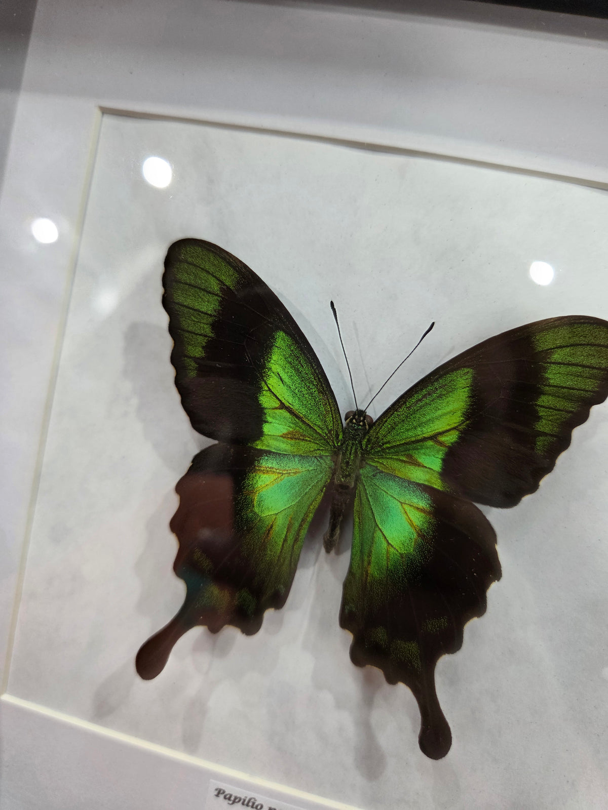 Papilio peranthus