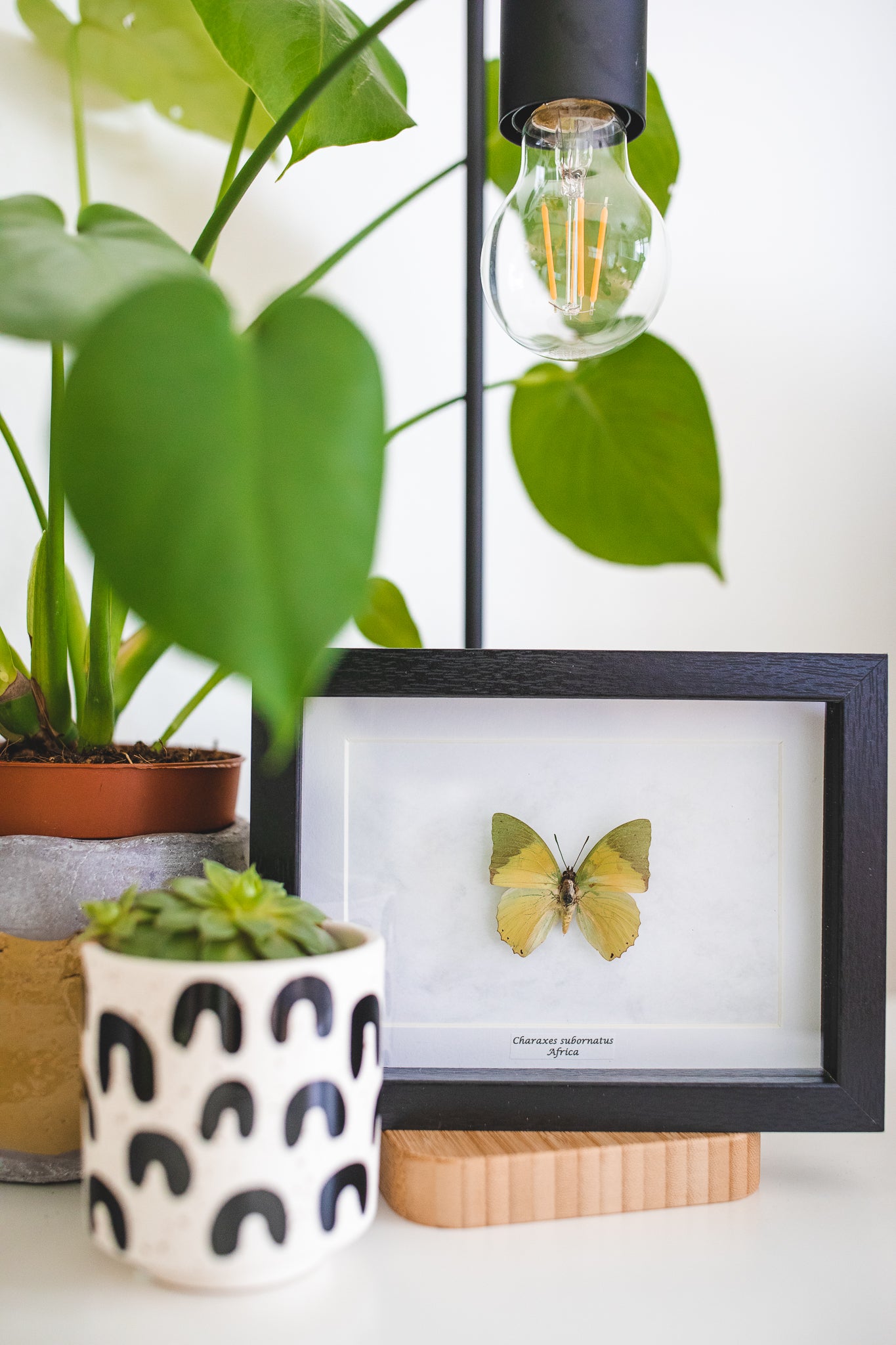 Charaxes subornatus, Africa (S105)