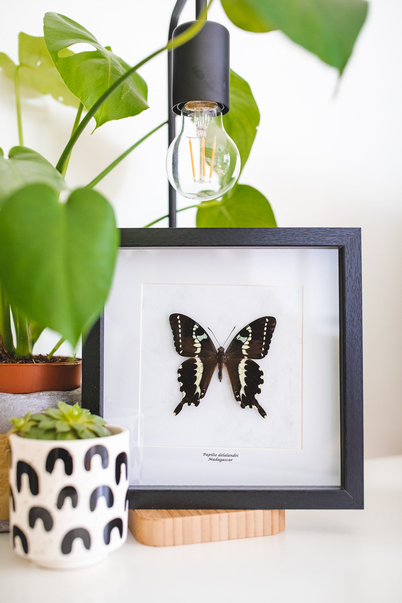 Papilio delalandei, Madagaskar (Q105)