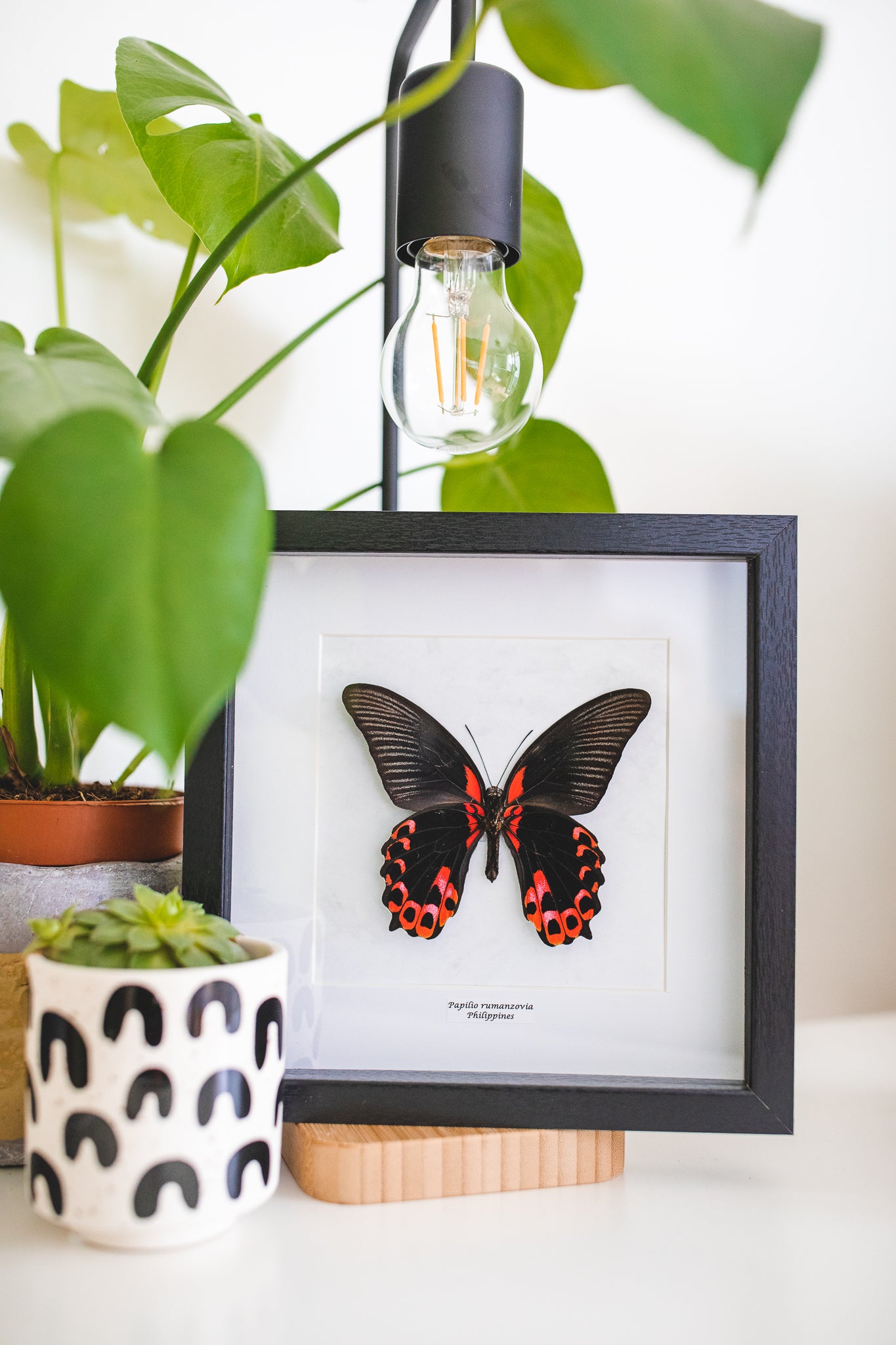 Papilio rumanzovia, Philippines (Q116)