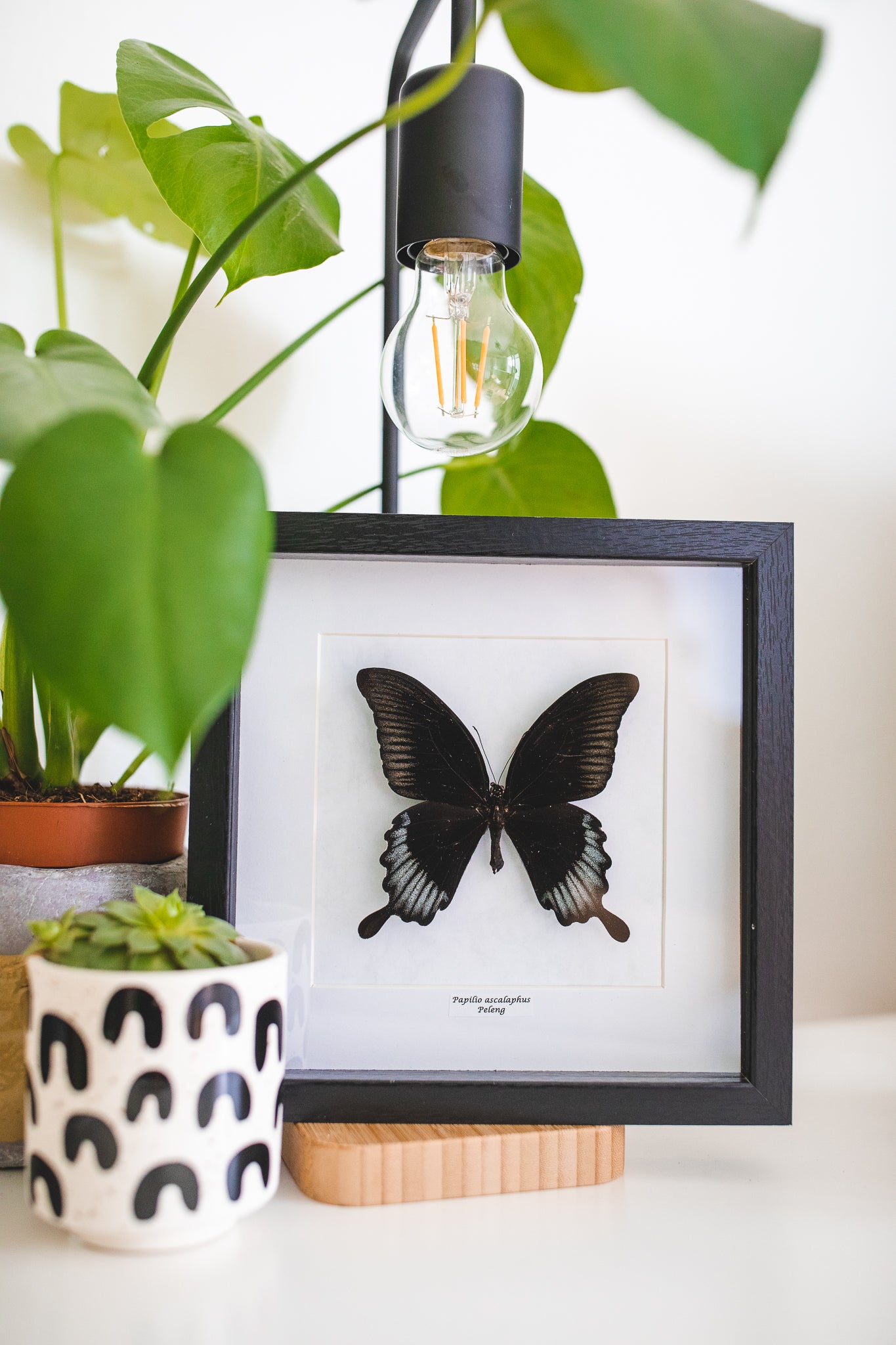 Papilio ascalaphus, Peleng (Q100)