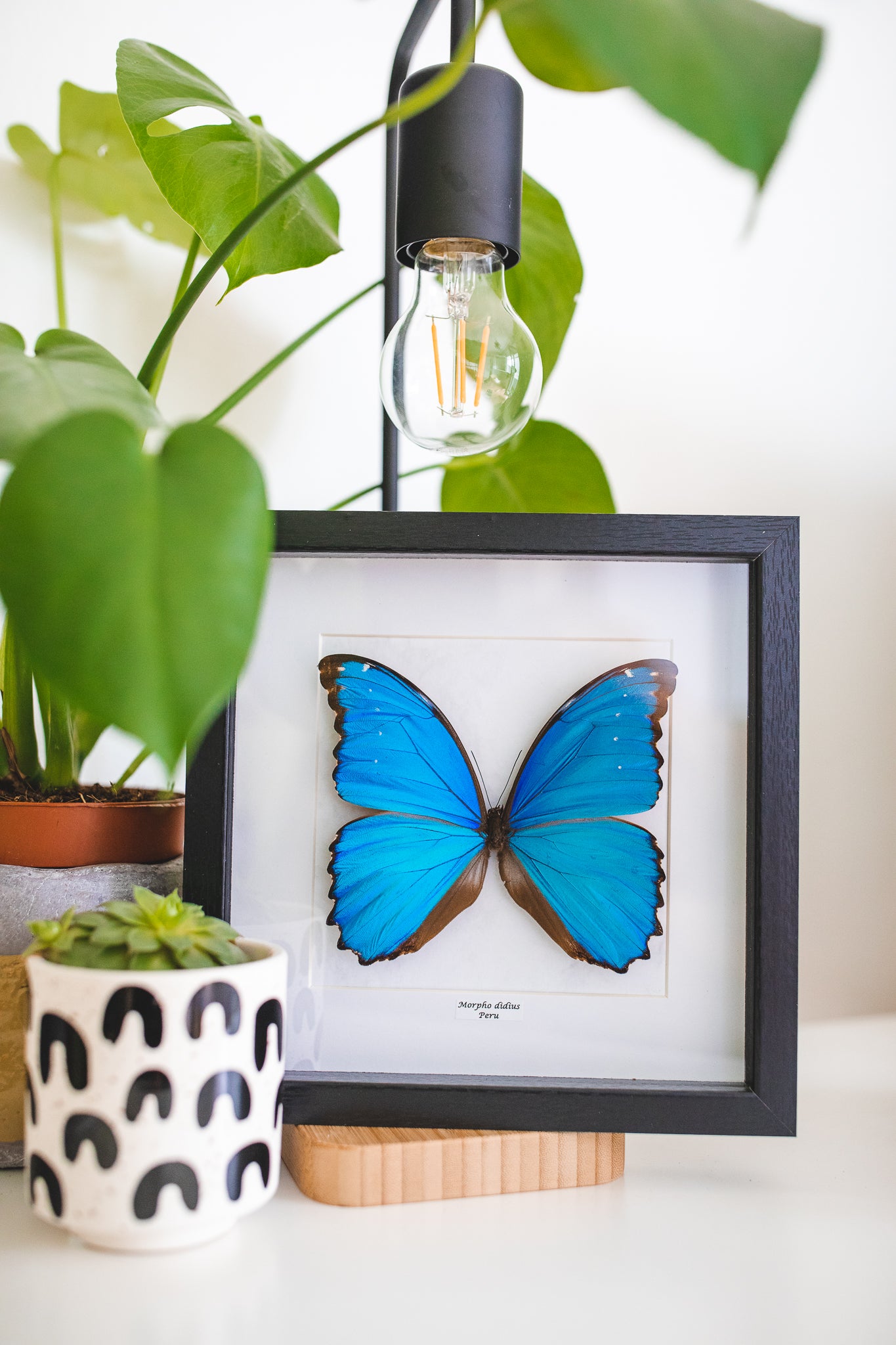 Morpho didius, Peru (Q101)