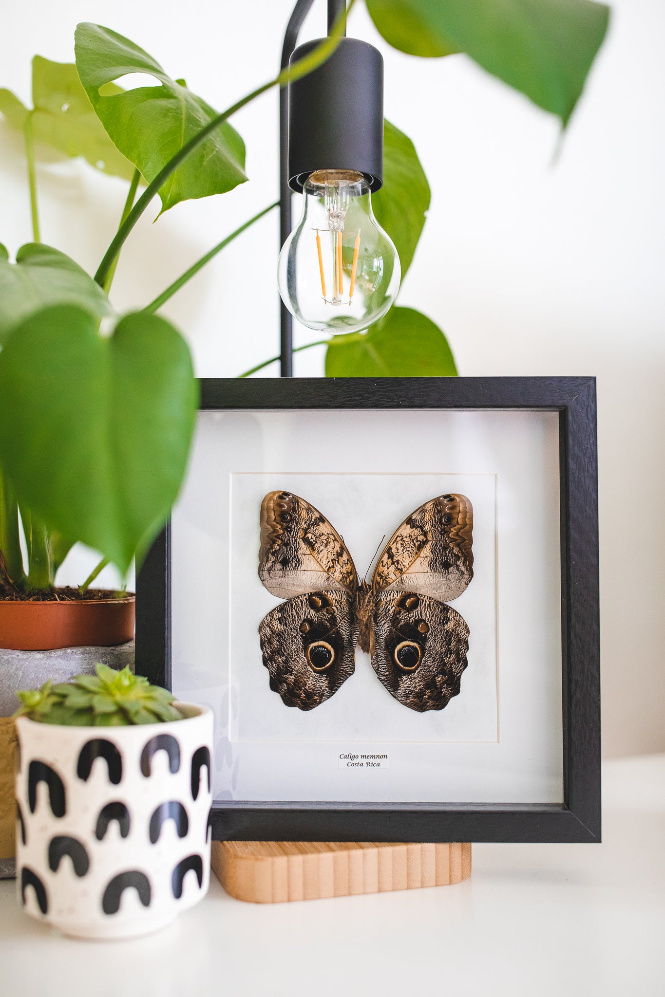 Caligo memnom, South America (Q103)