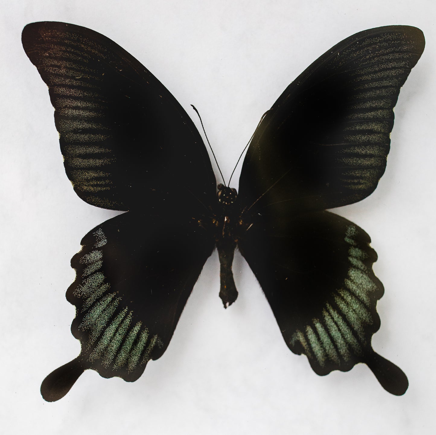 Papilio ascalaphus, Peleng (Q100)