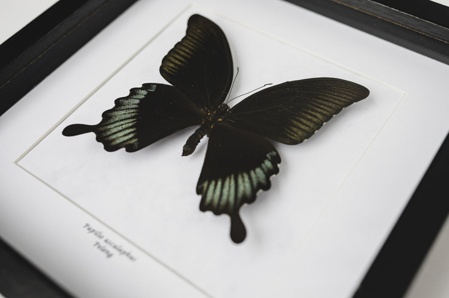 Papilio ascalaphus, Peleng (Q100)