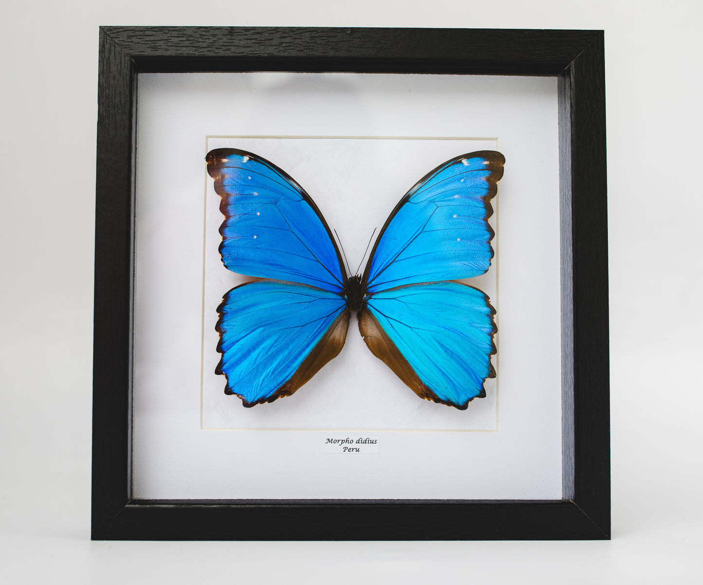 Morpho didius, Peru (Q101)