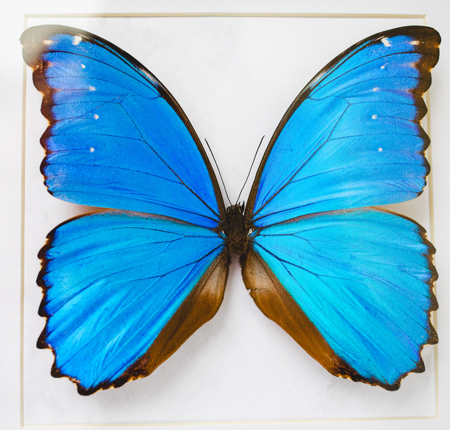 Morpho didius, Peru (Q101)