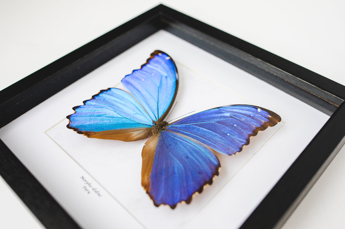 Morpho didius, Peru (Q101)