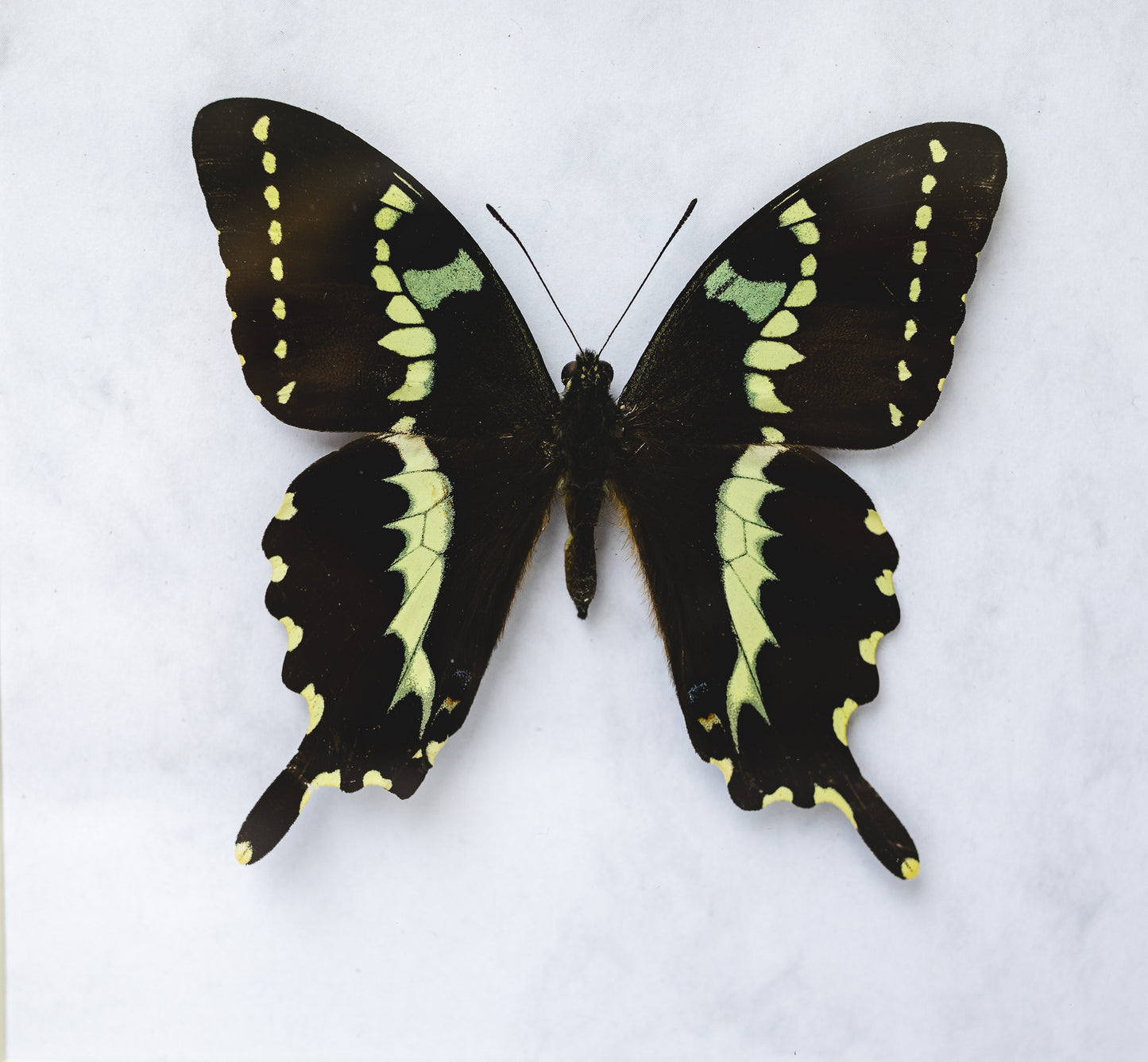 Papilio delalandei, Madagaskar (Q105)