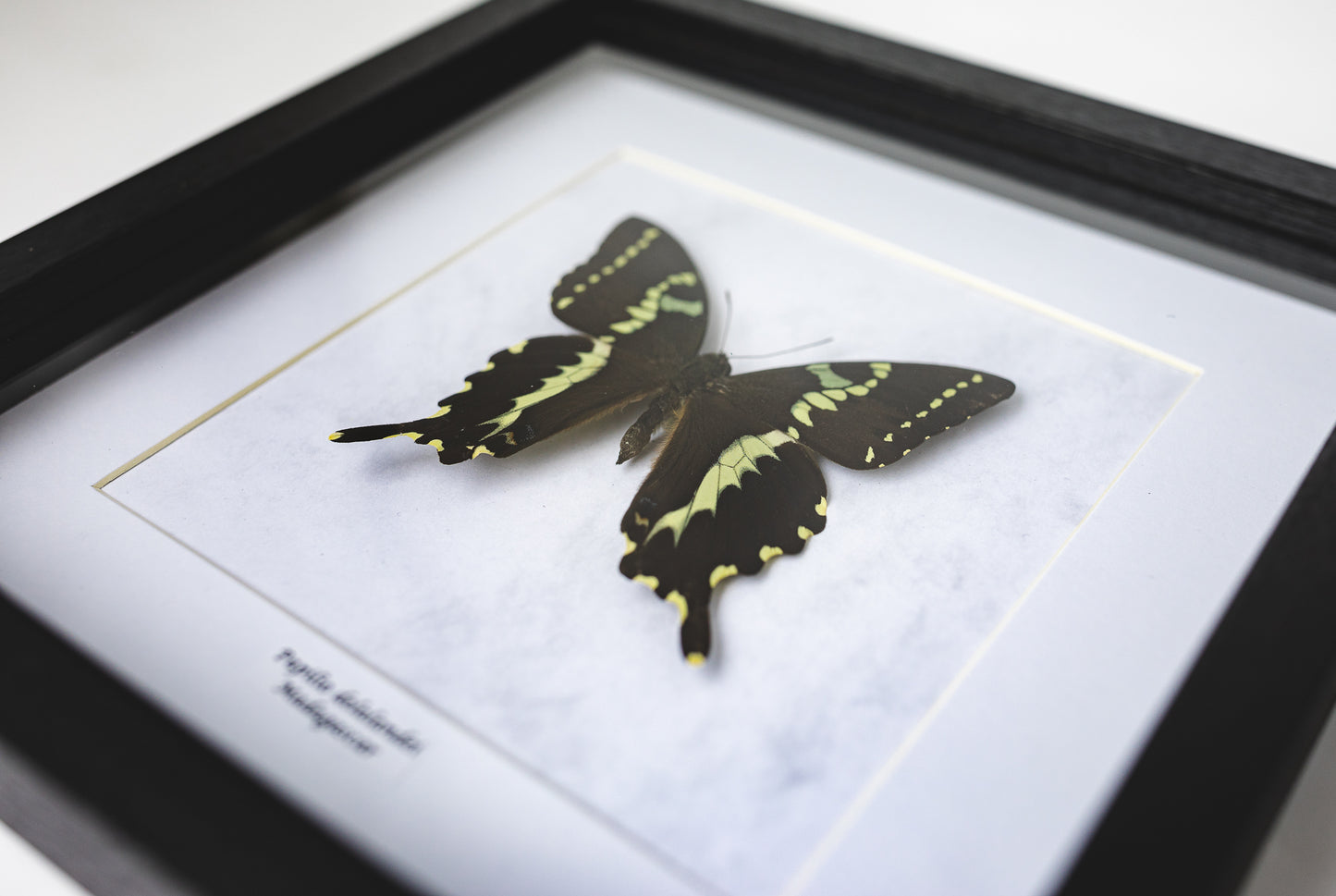 Papilio delalandei, Madagaskar (Q105)