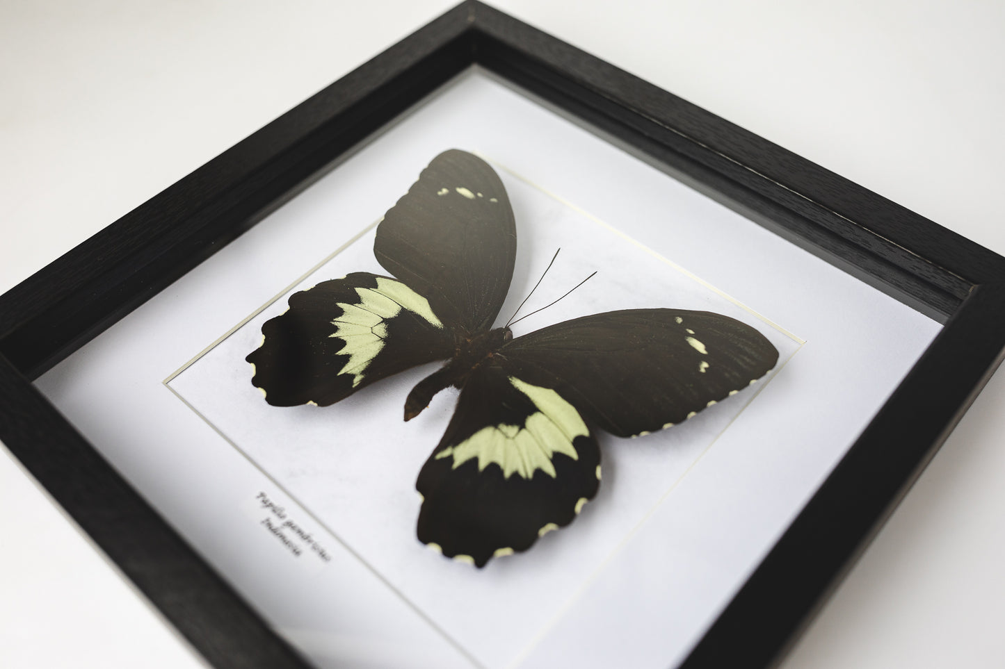 Papilio gambrisius, Indonesia (Q121)