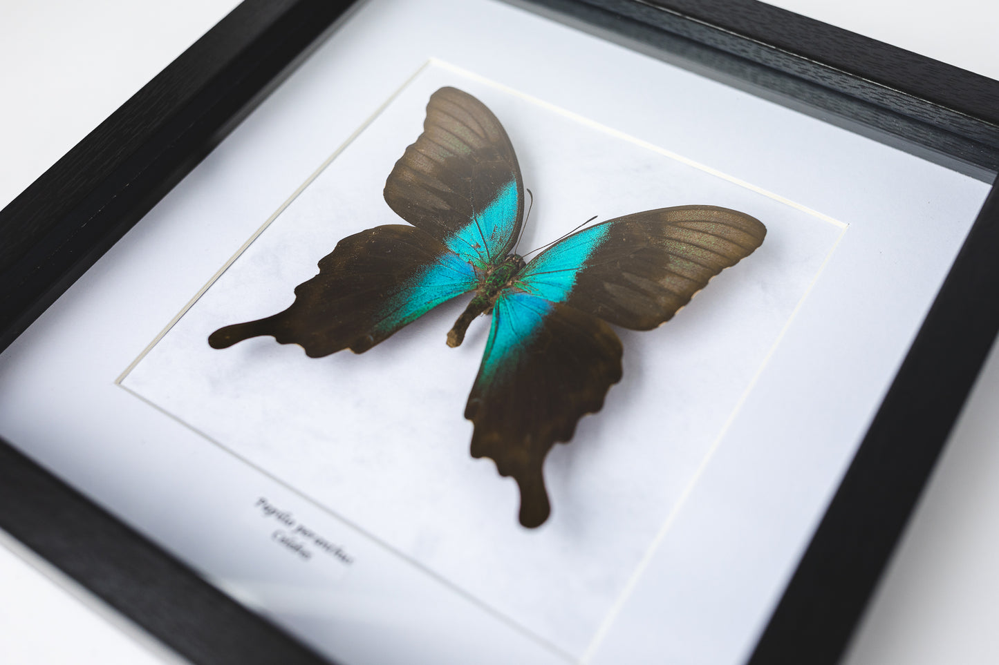 Papilio peranthus, Celebes (Q119)