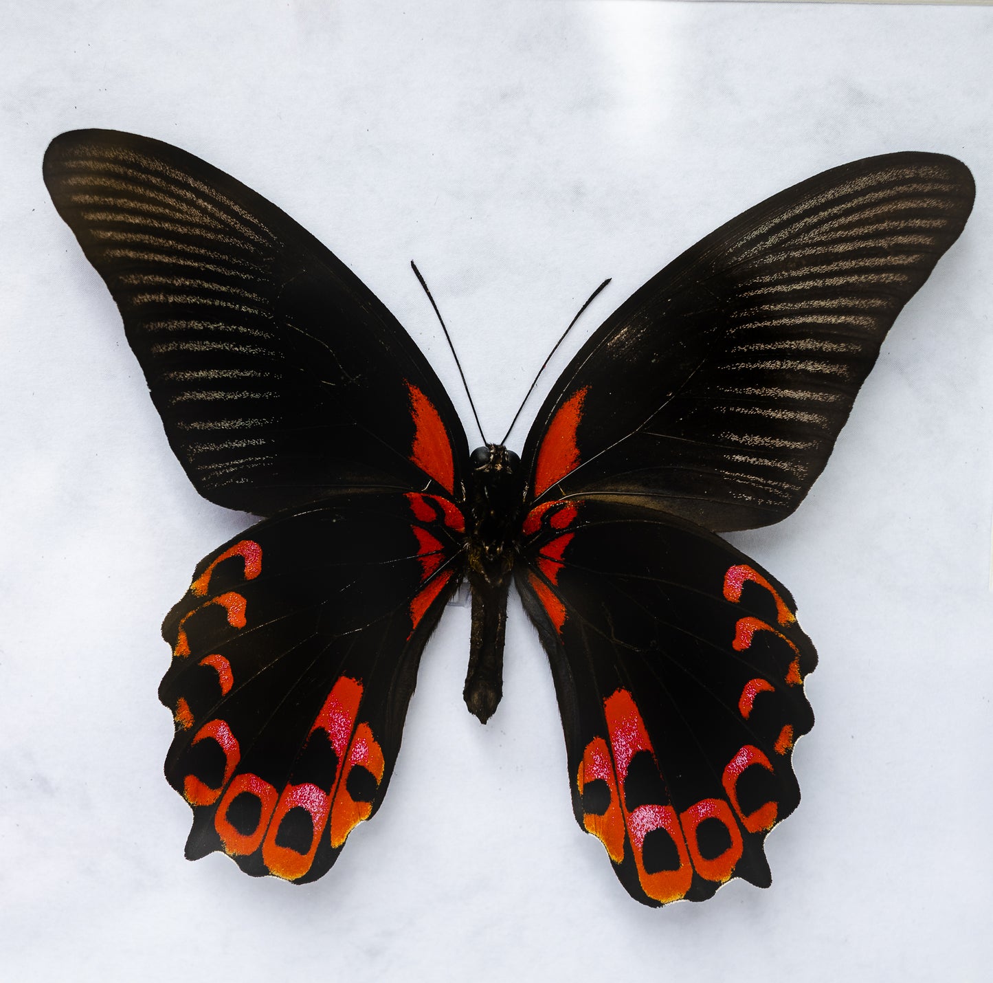 Papilio rumanzovia, Philippines (Q116)