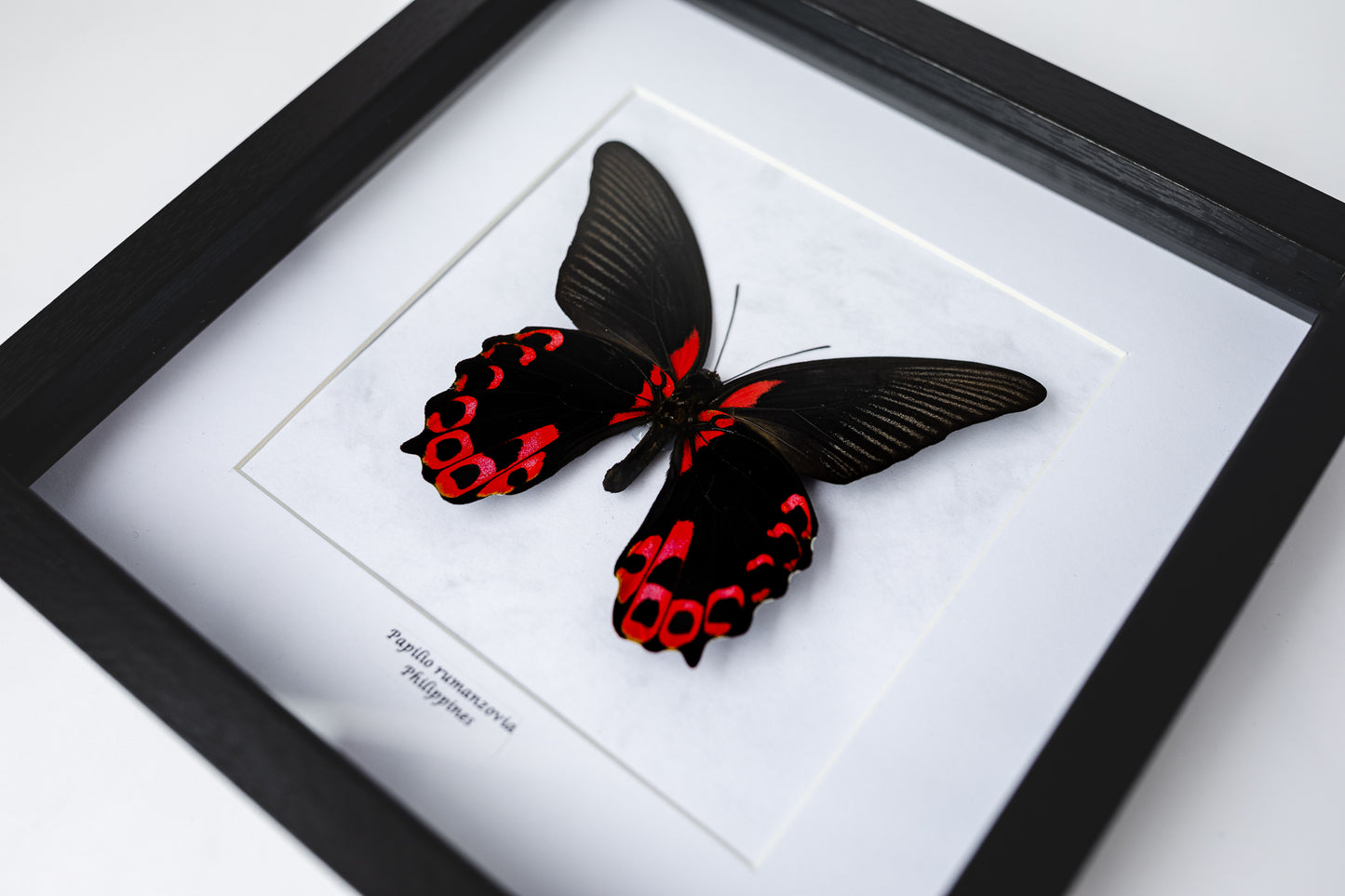 Papilio rumanzovia, Philippines (Q116)