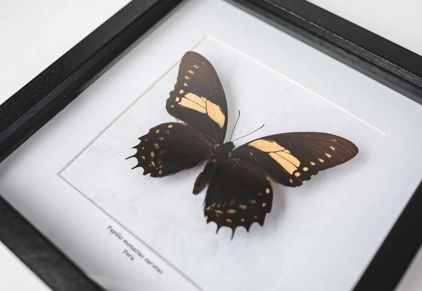Papilio menatius eurotus, Peru (Q115)