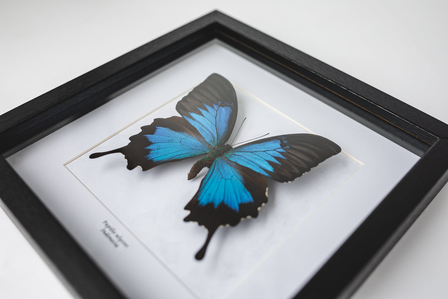 Papilio ulysses, Indonesia (Q114)