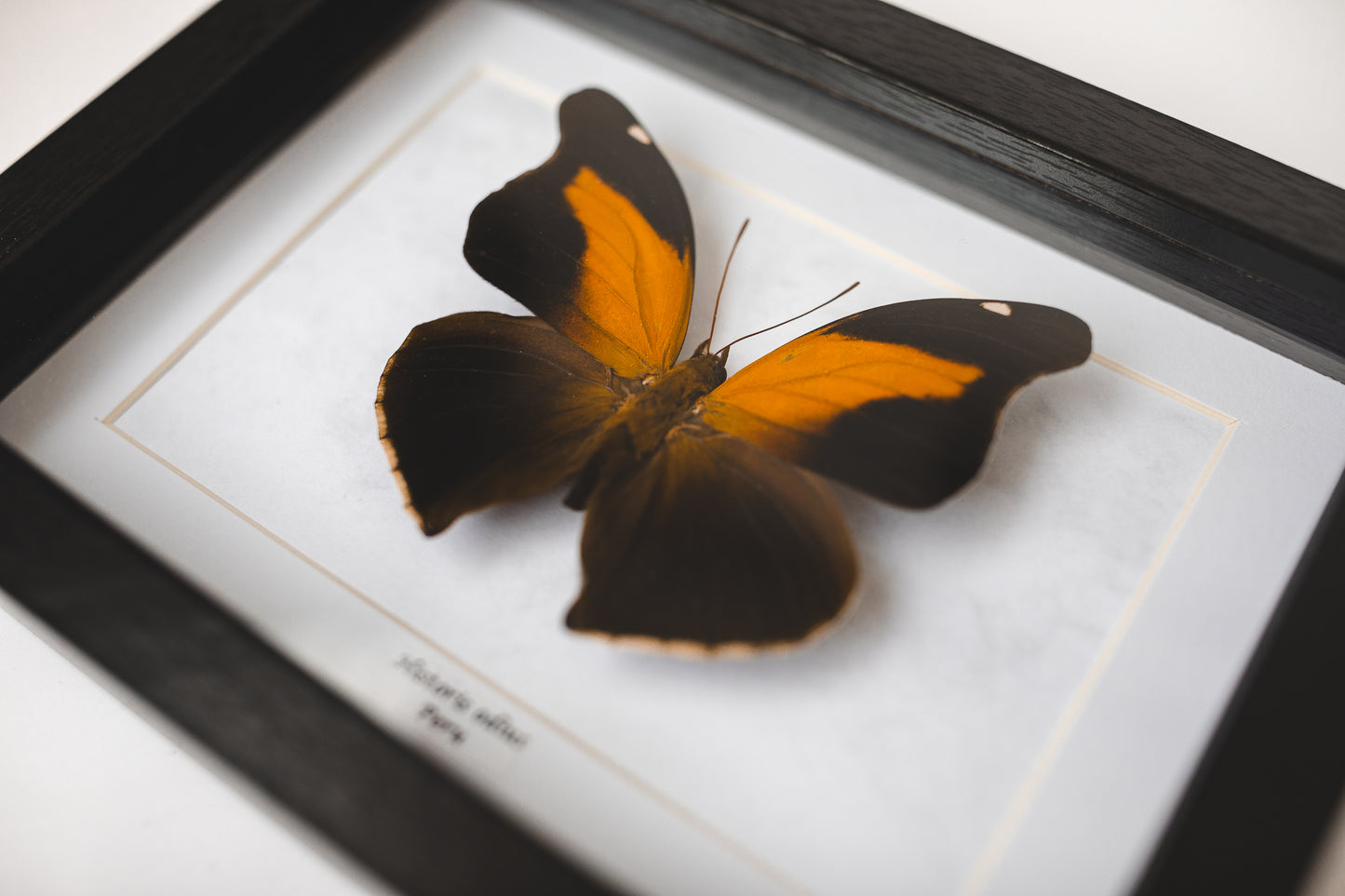 Historis odius, Peru (S102)