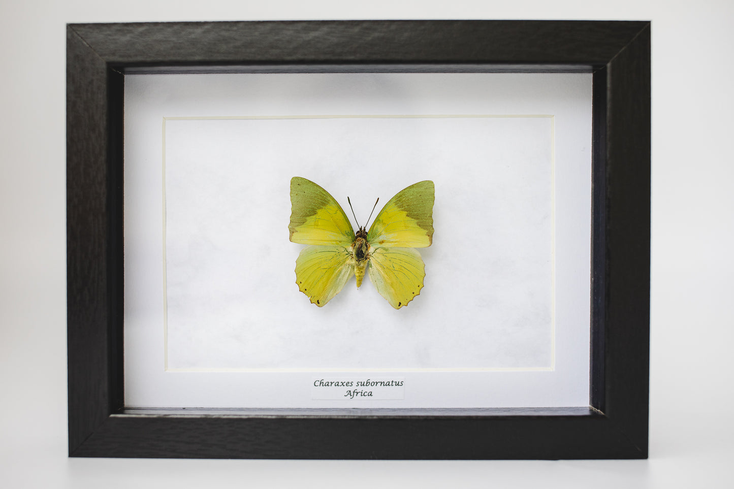 Charaxes subornatus, Africa (S105)