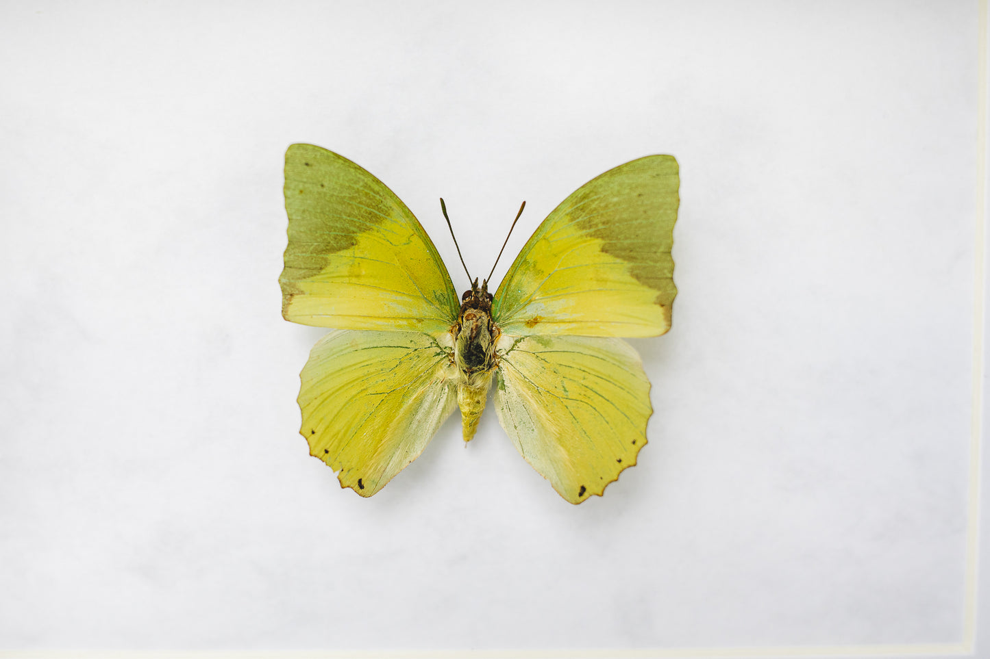 Charaxes subornatus, Africa (S105)