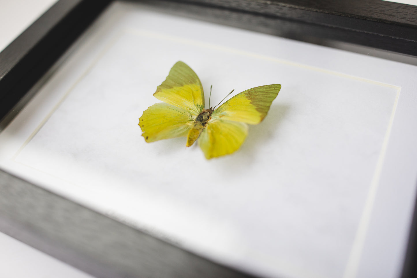 Charaxes subornatus, Africa (S105)