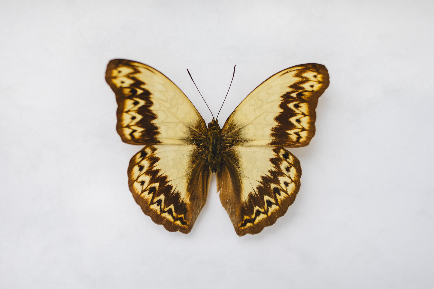 Cymothoe herminia, Cameroon (S106)