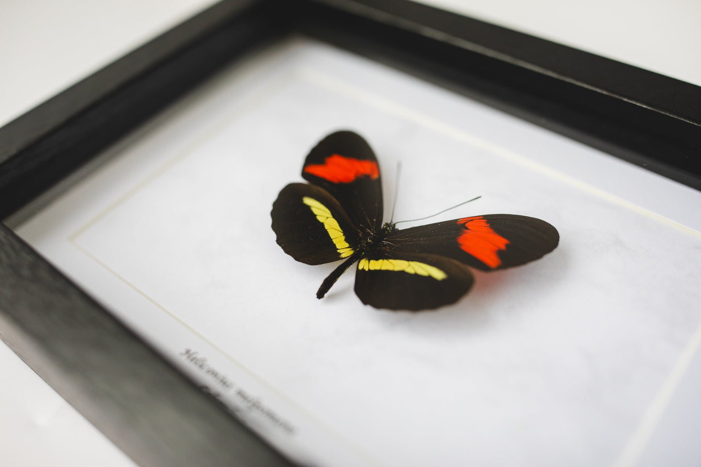 Heliconius melpomene, Columbia (S107)