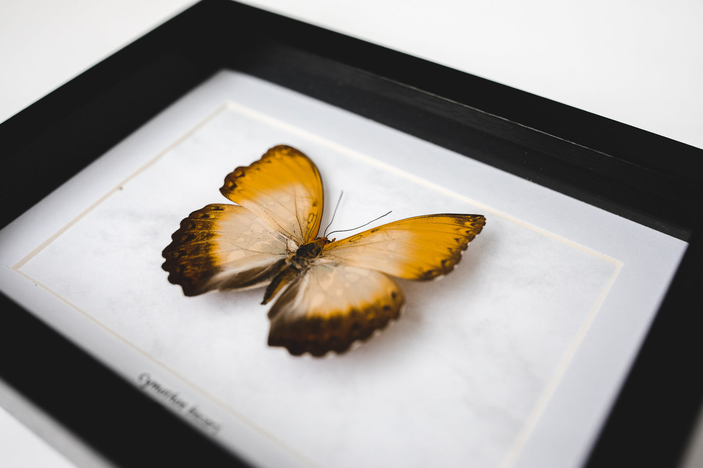 Cymothoe becert, Kongo (S128)