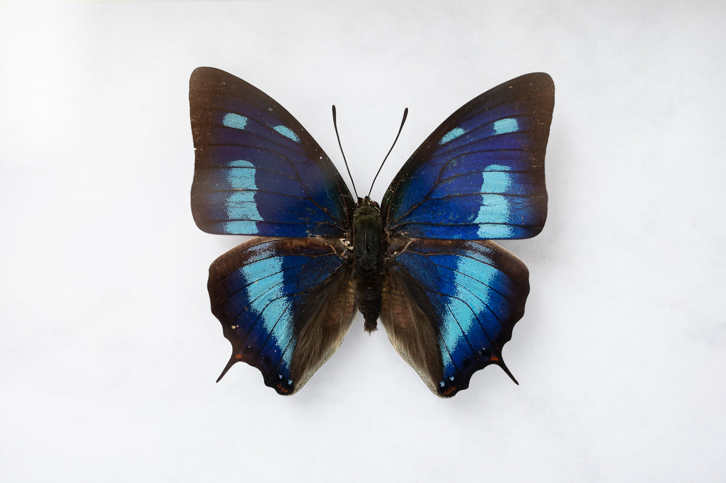 Anaea cyanea, Peru (S131)