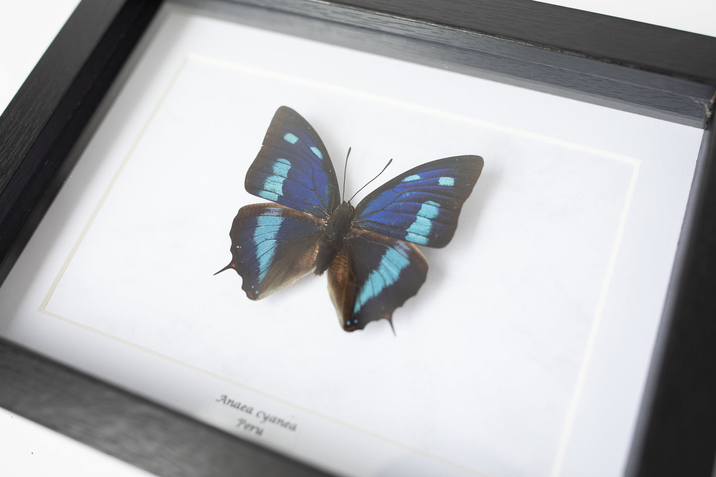 Anaea cyanea, Peru (S131)