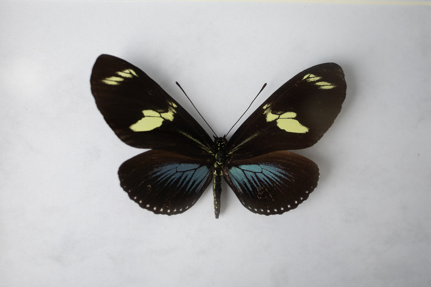 Heliconius doris, Peru; blau (S137)