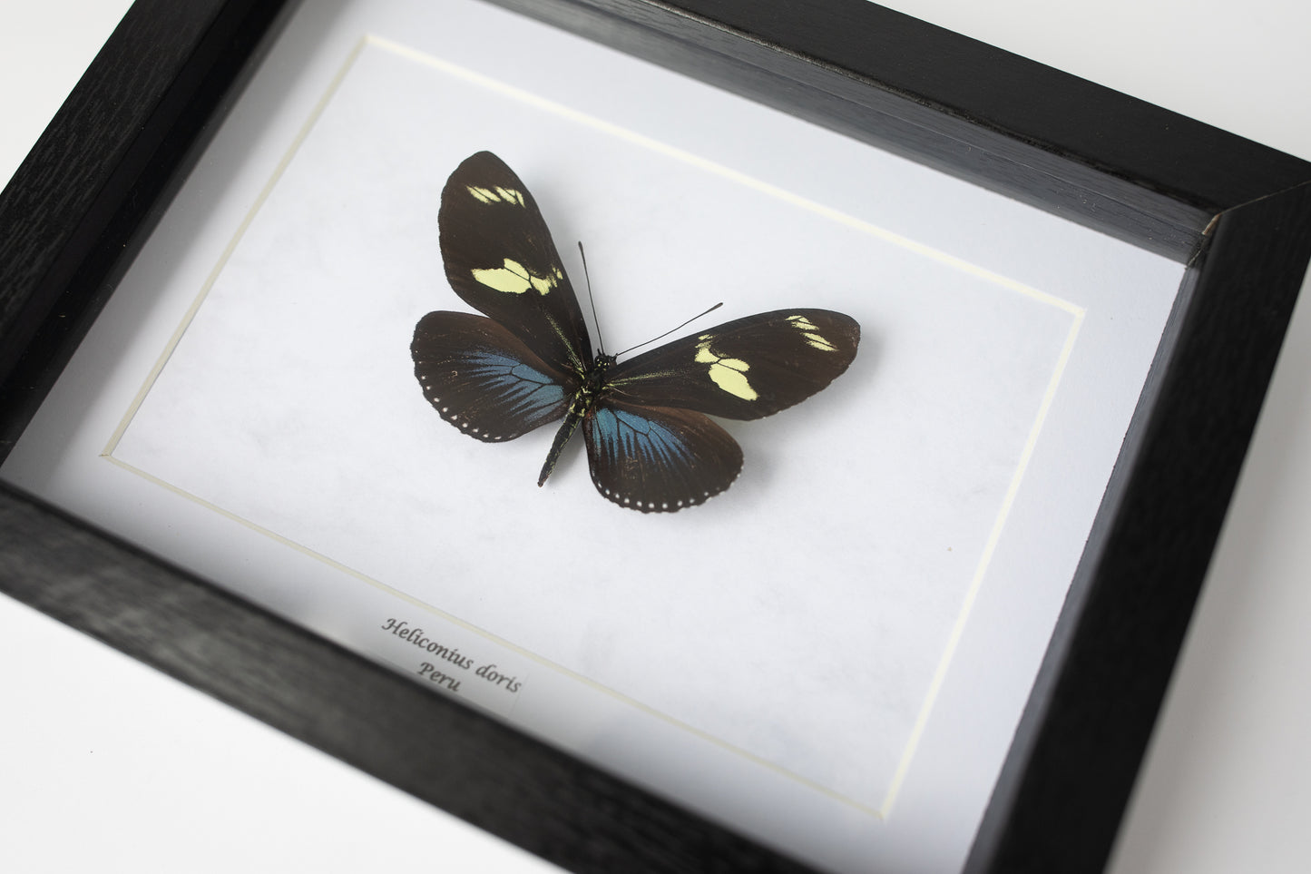 Heliconius doris, Peru; blau (S137)