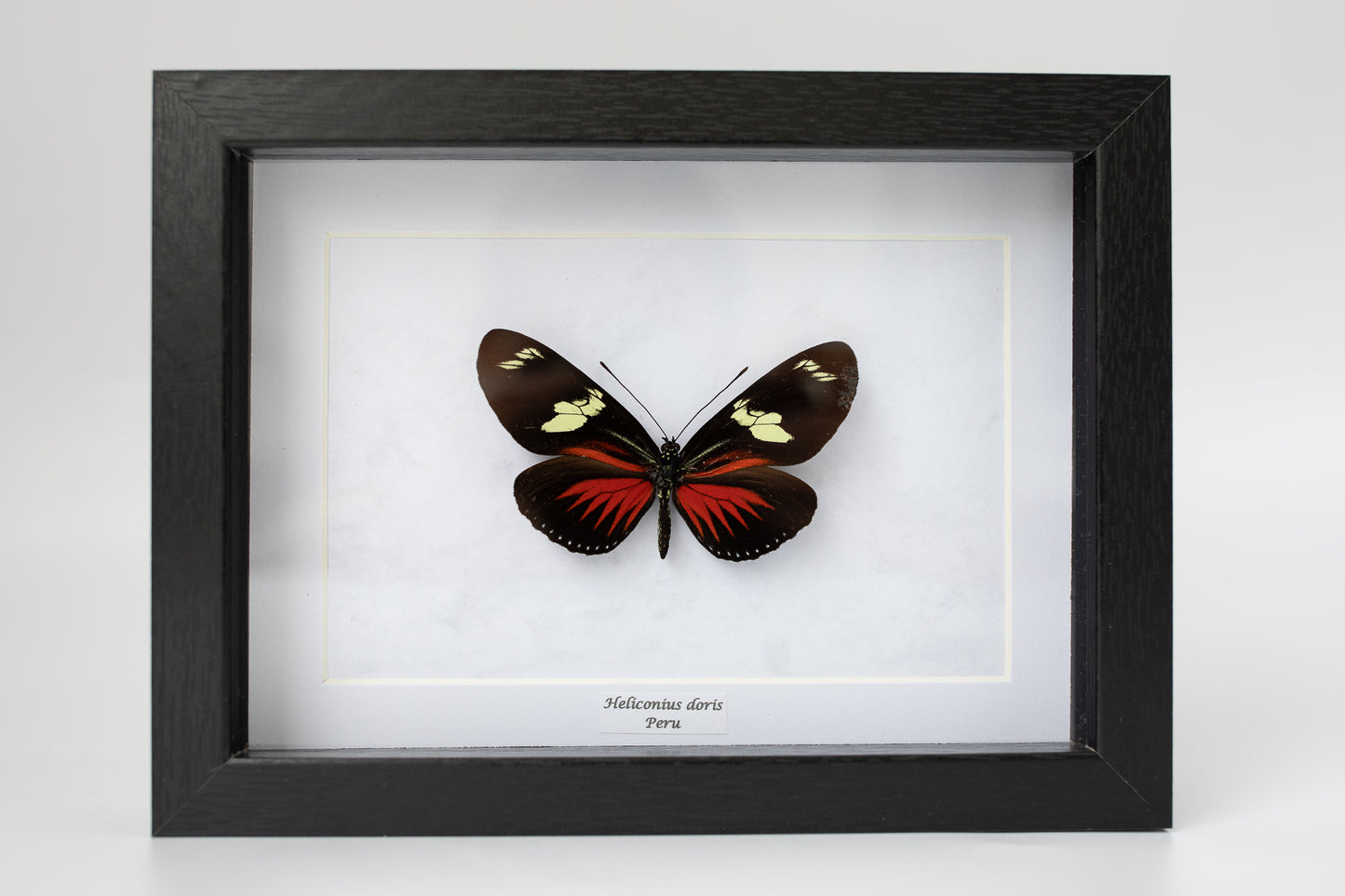 Heliconius doris, Peru; rot (S138)