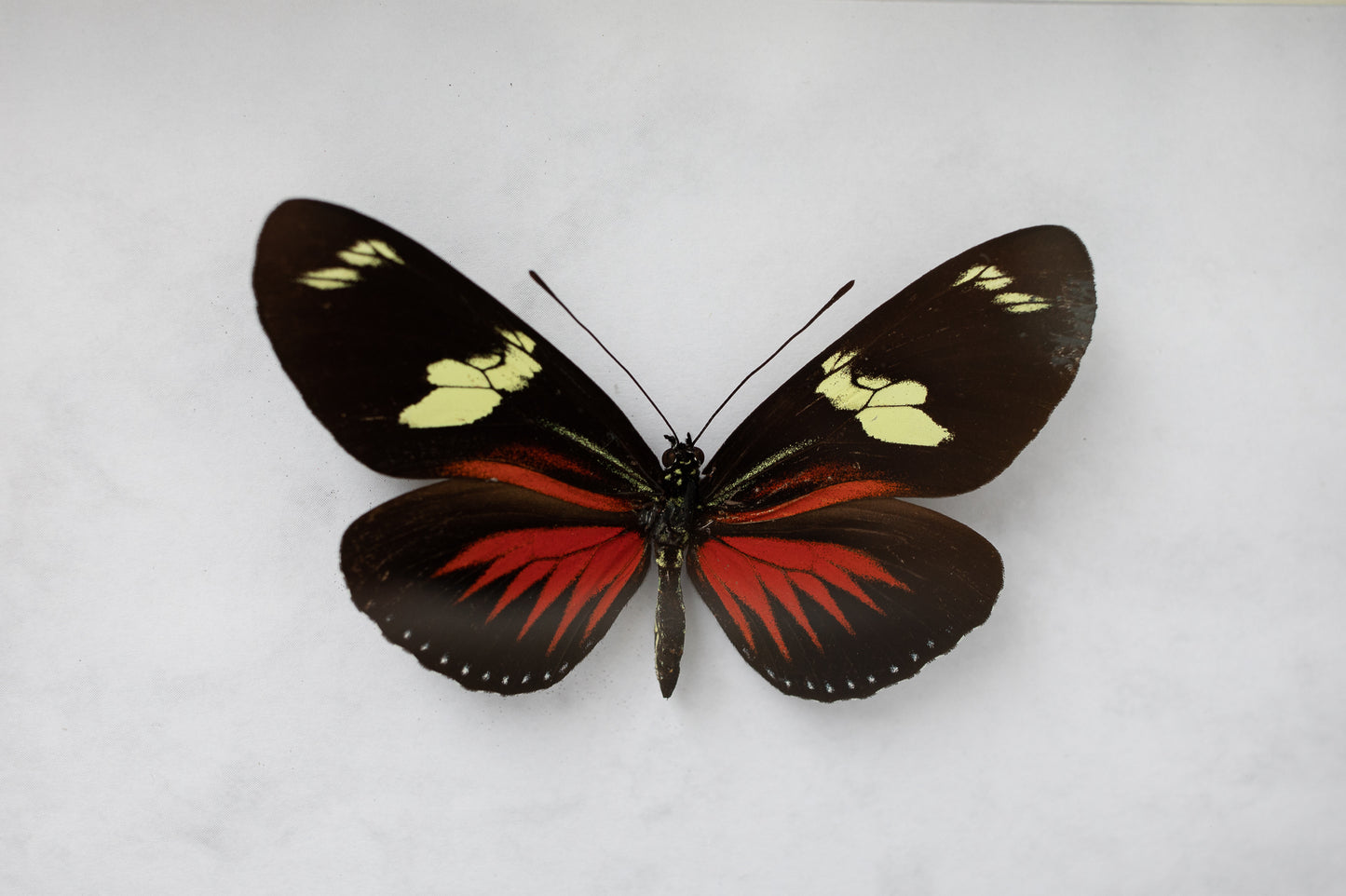 Heliconius doris, Peru; rot (S138)