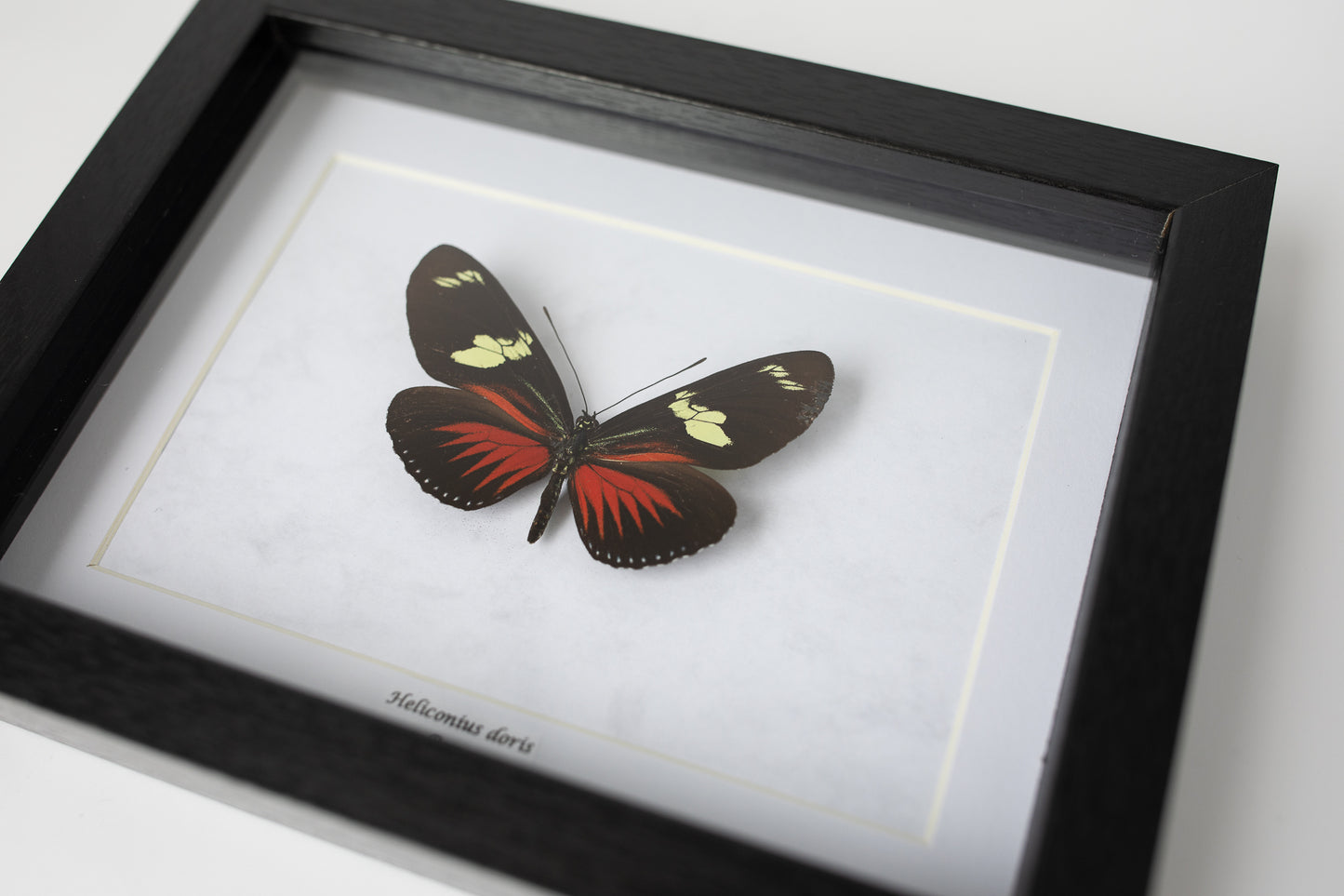 Heliconius doris, Peru; rot (S138)