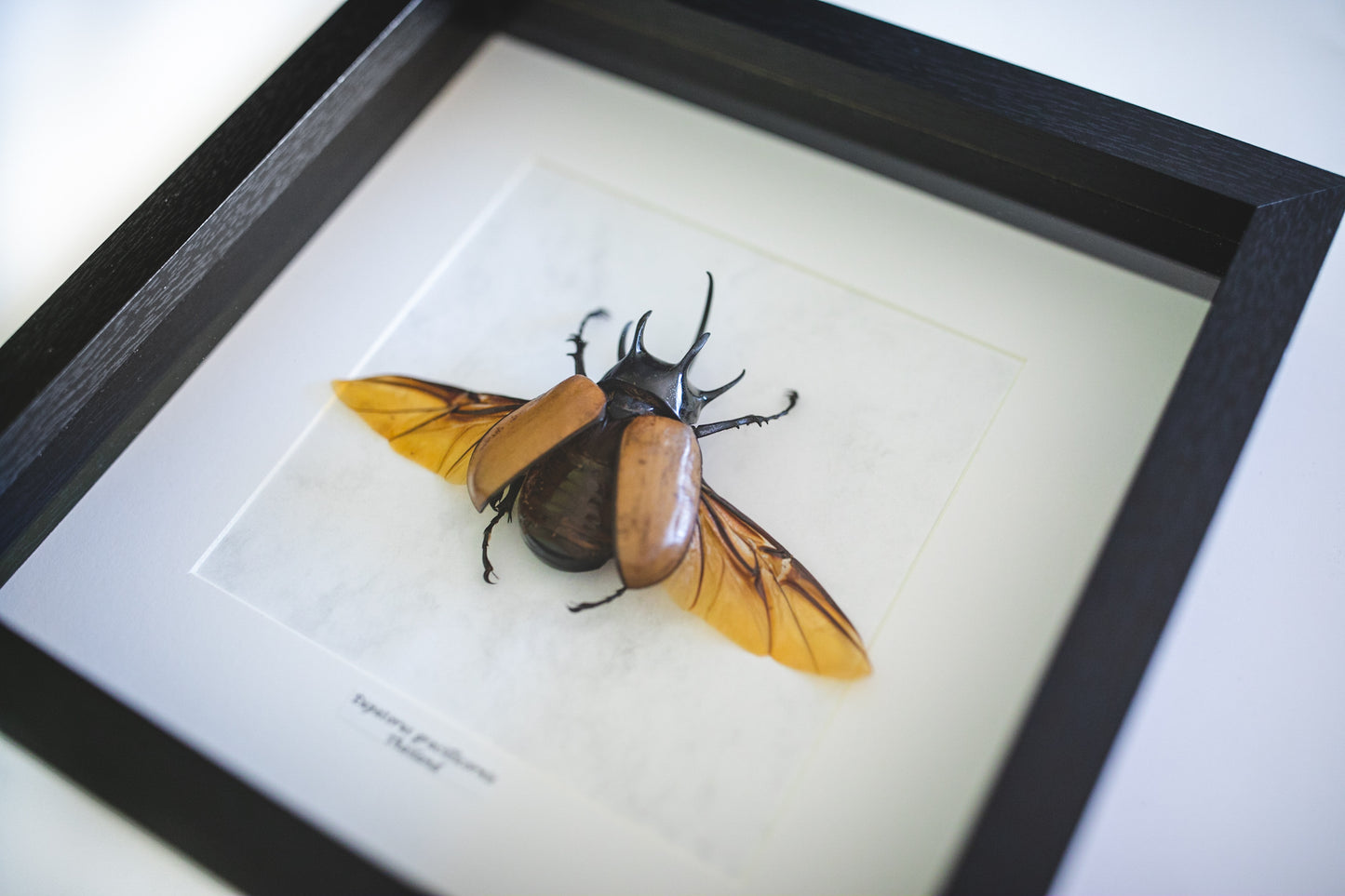 Eupatorus gracilicornis, Thailand (QL107)