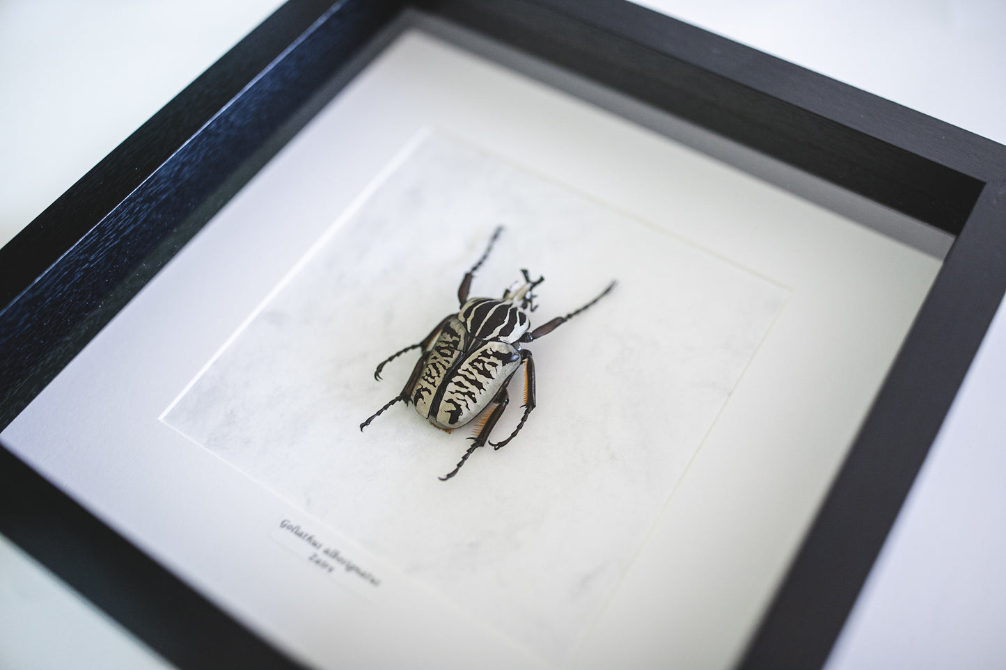 Goliathus albosignatus, Zaire (QL100)