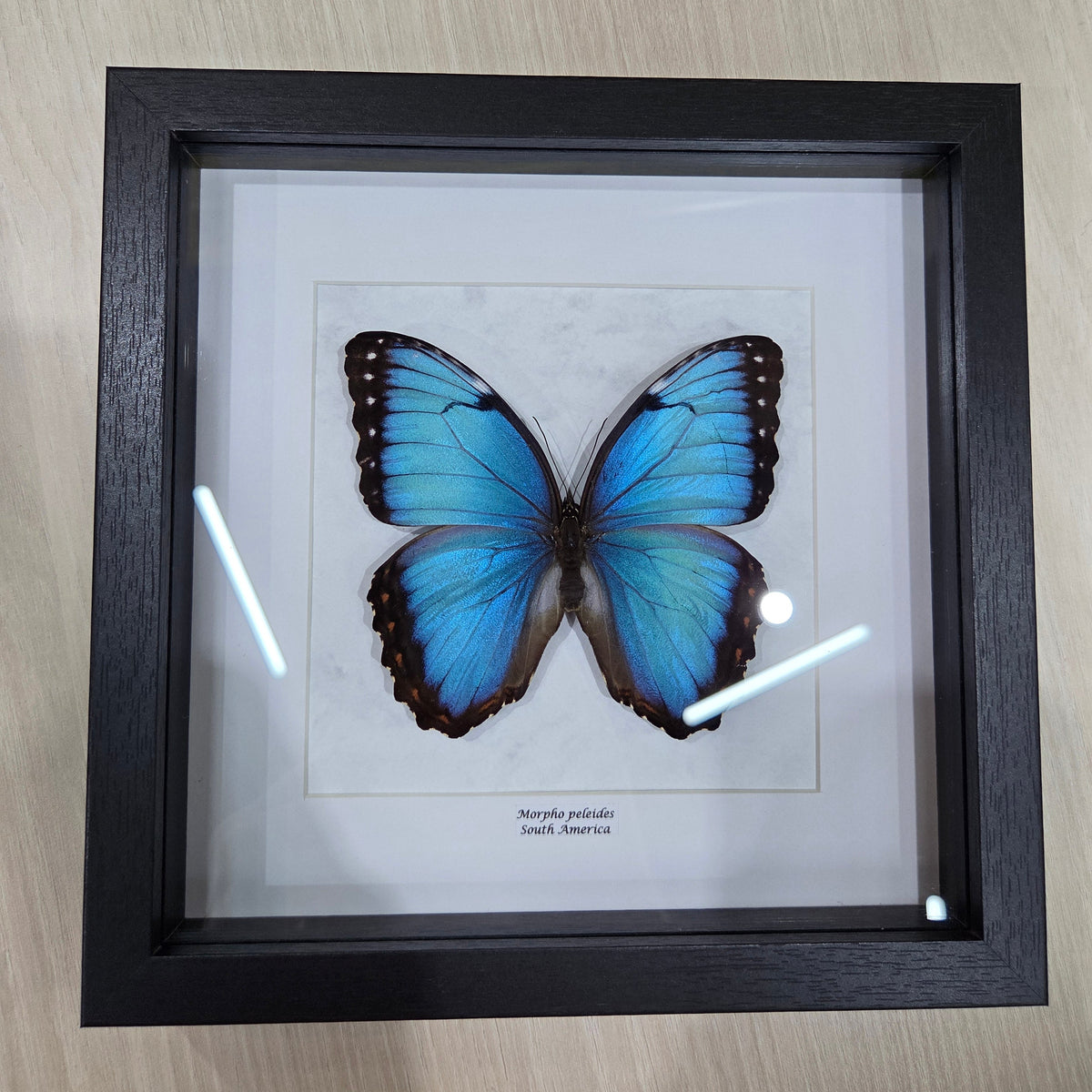 Morpho peleides
