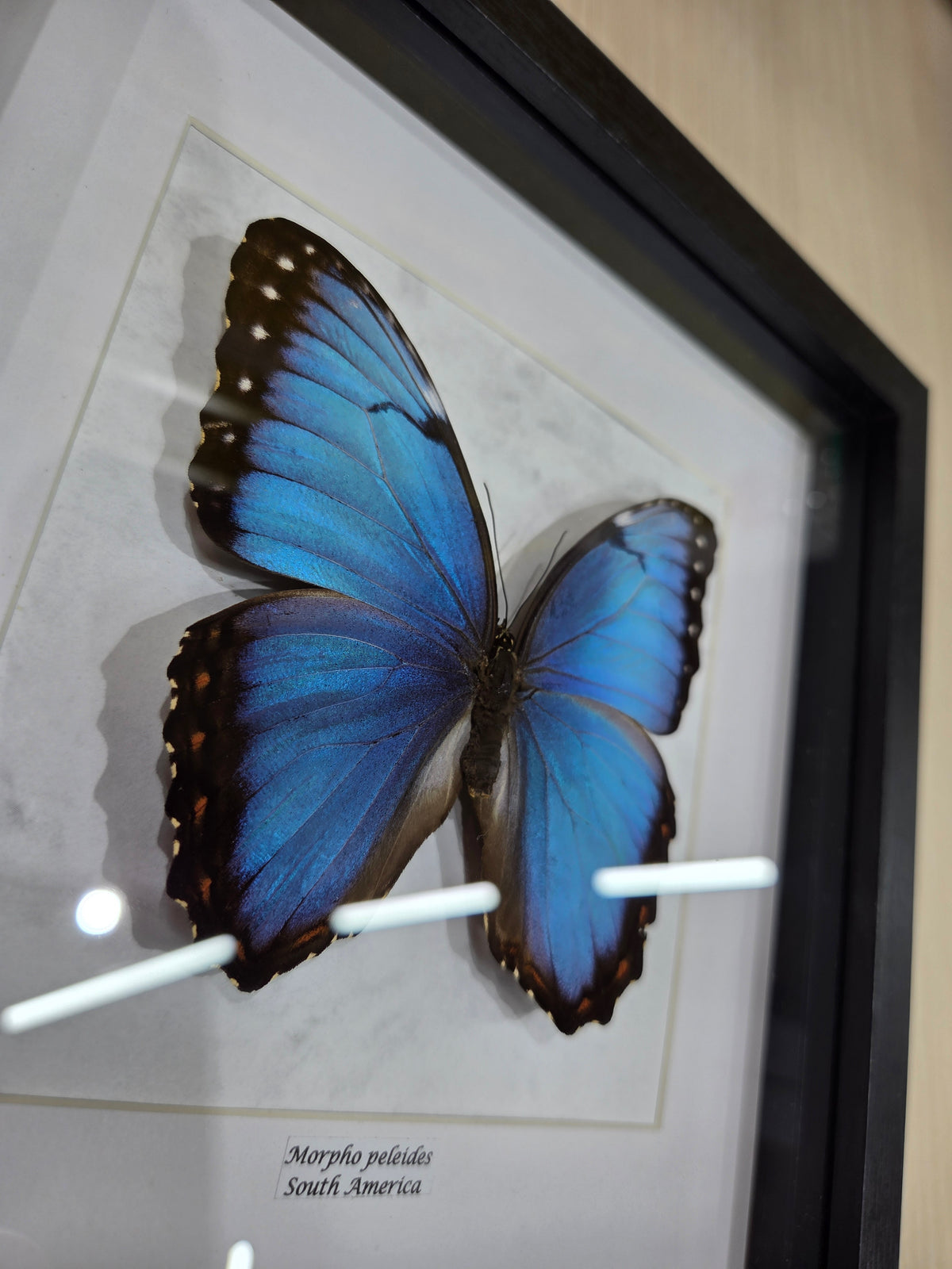 Morpho peleides