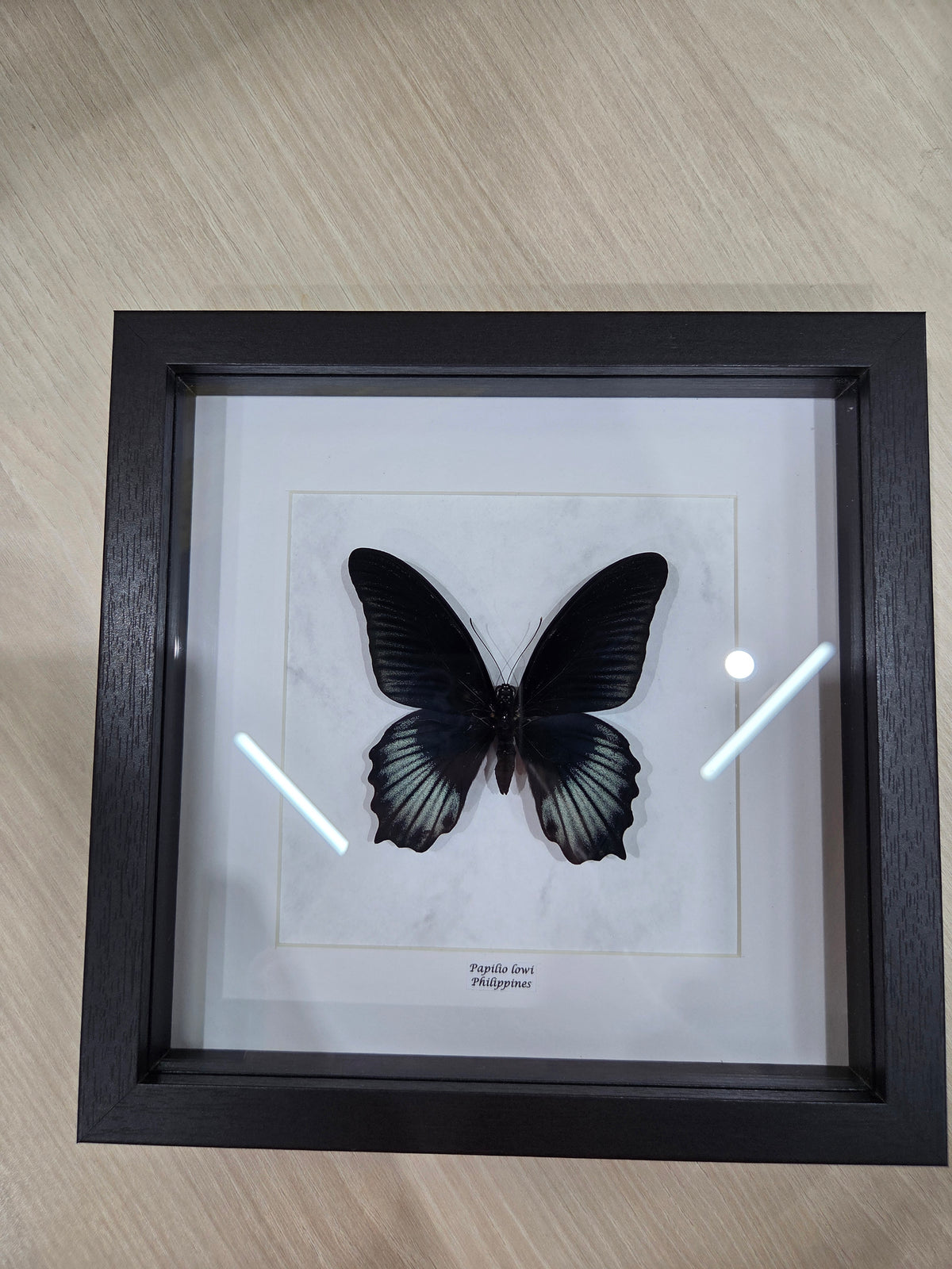 Papilio lowi