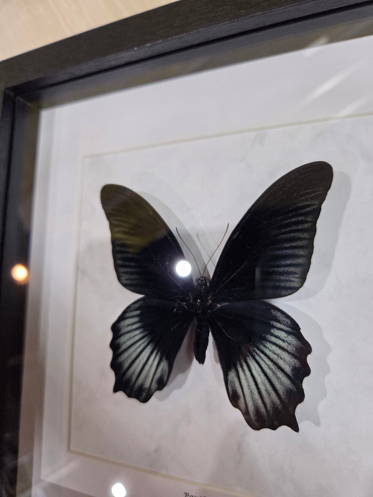 Papilio lowi