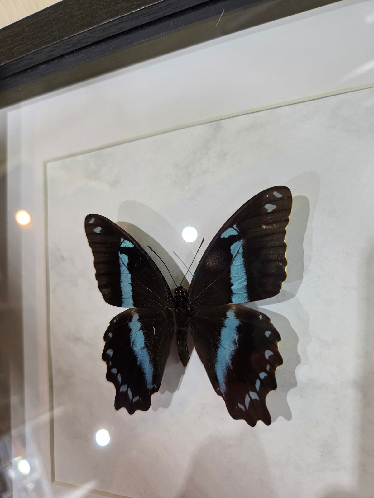 Papilio nireus