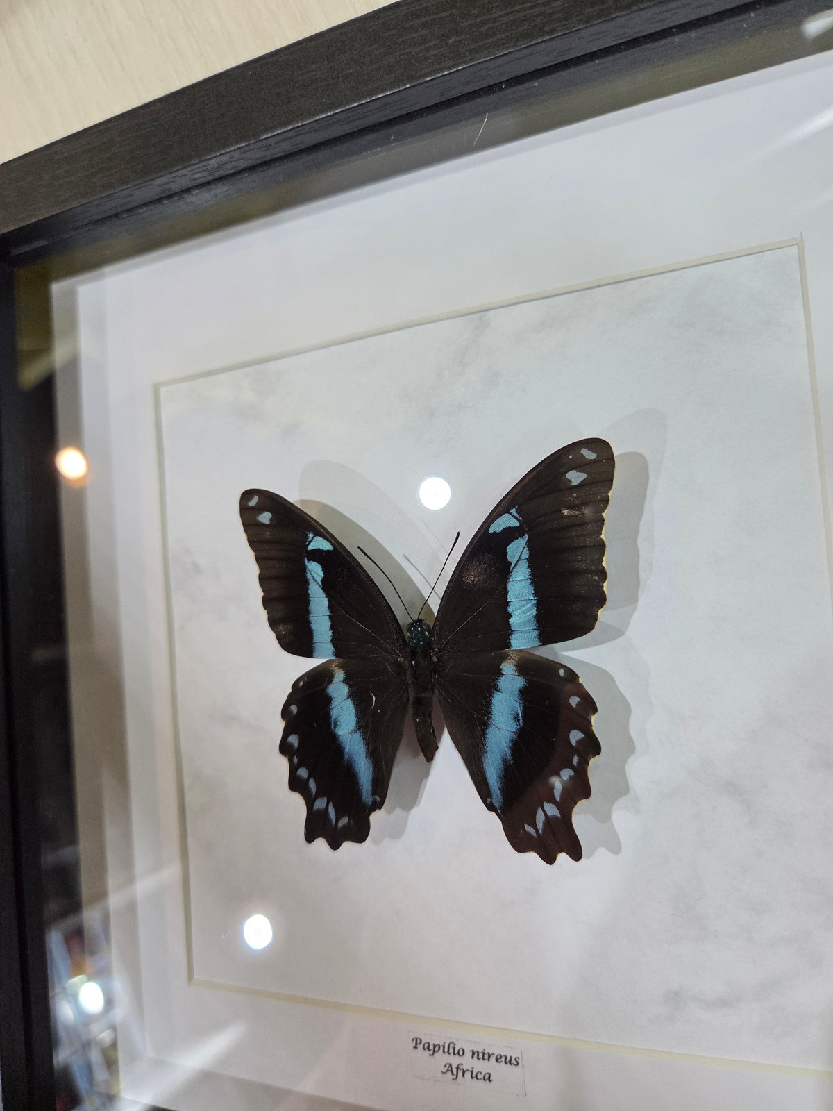 Papilio nireus