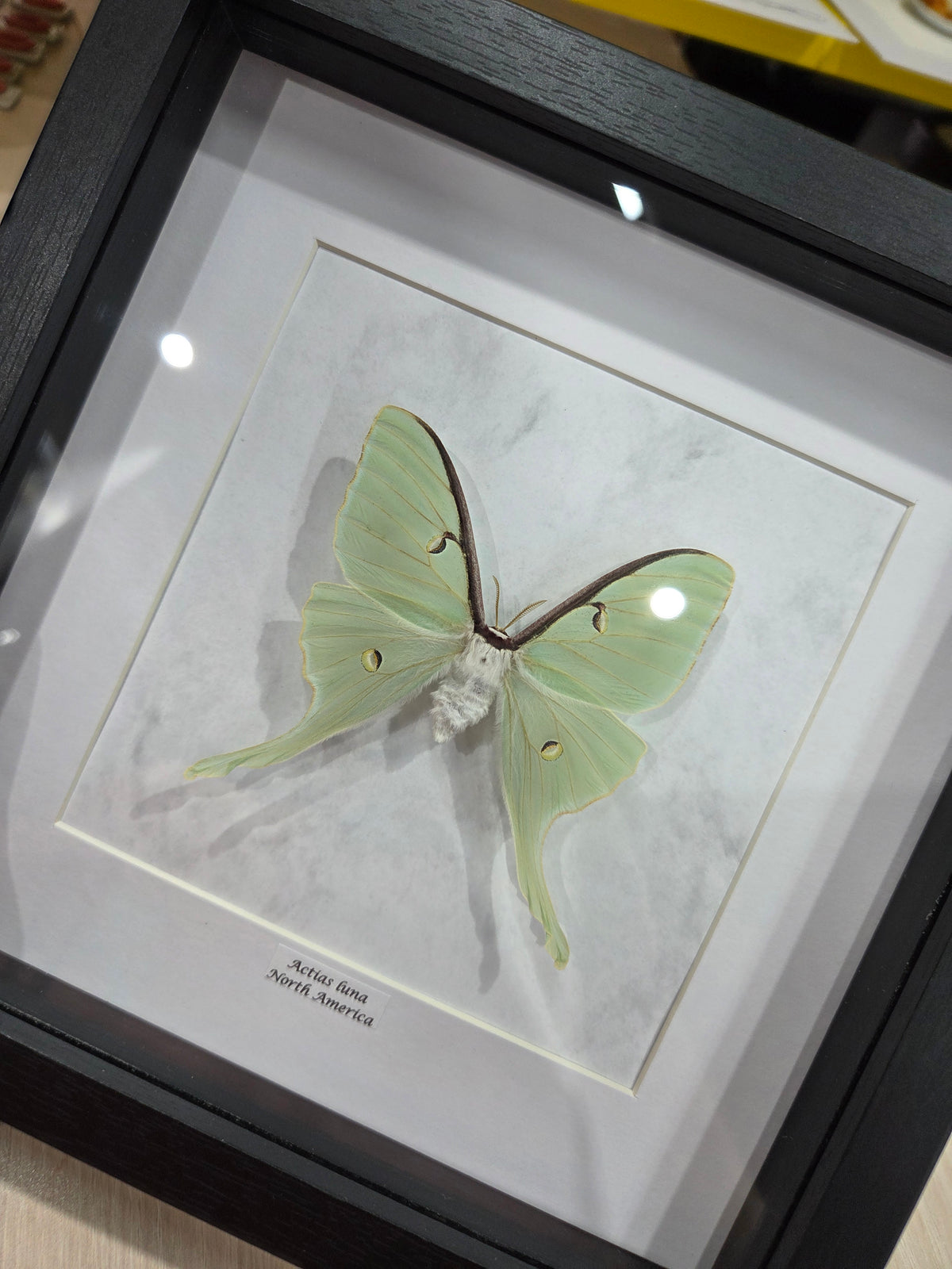 Actias luna