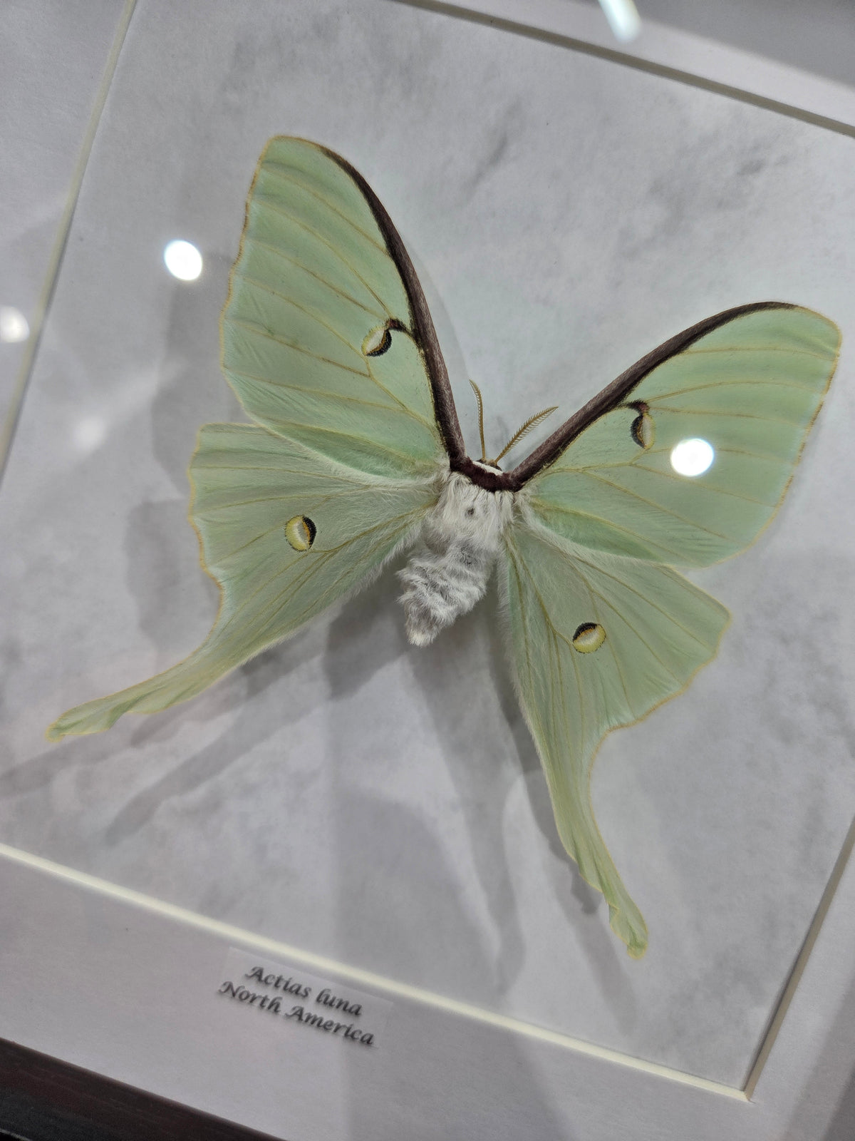 Actias luna