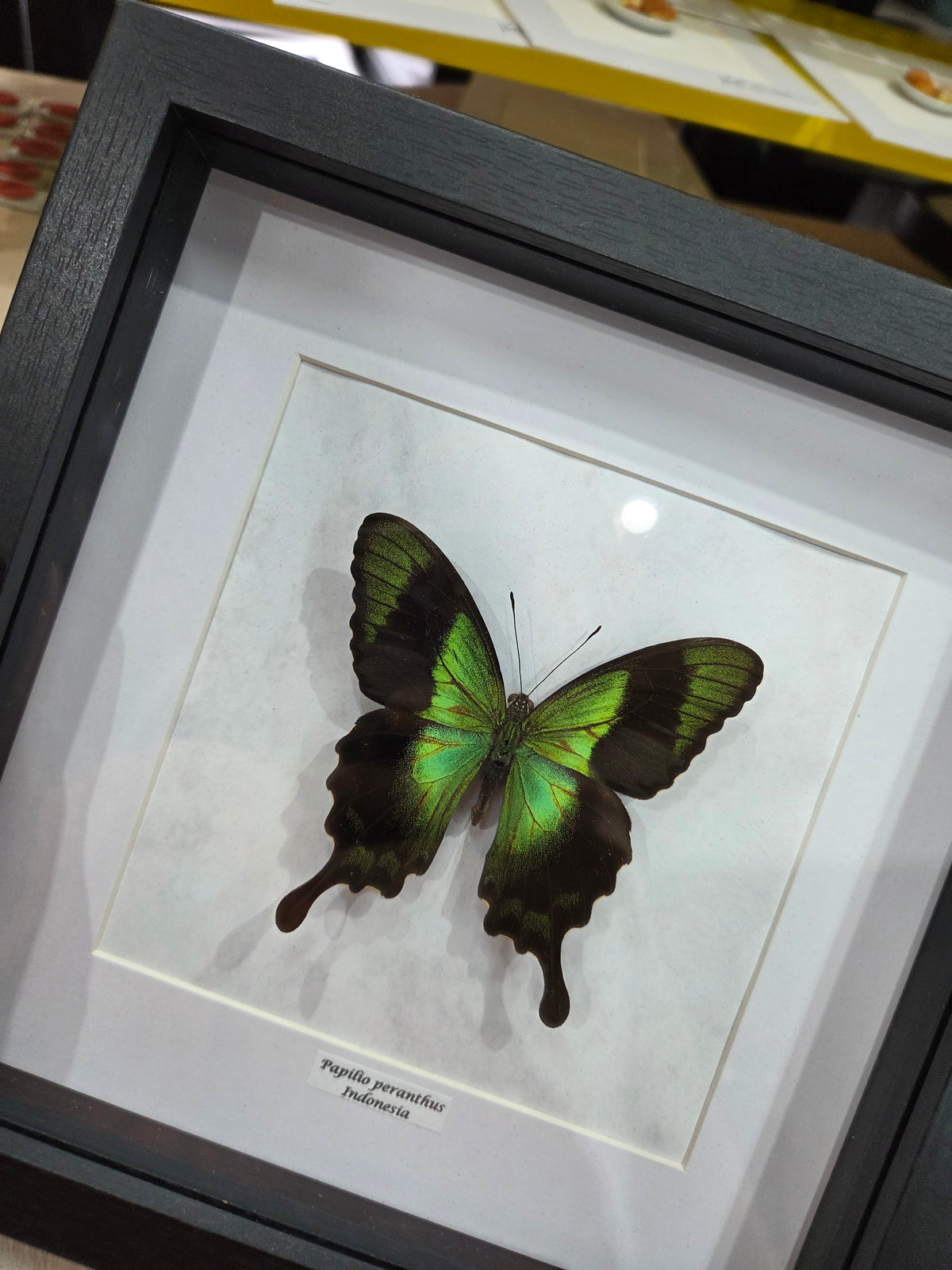 Papilio peranthus