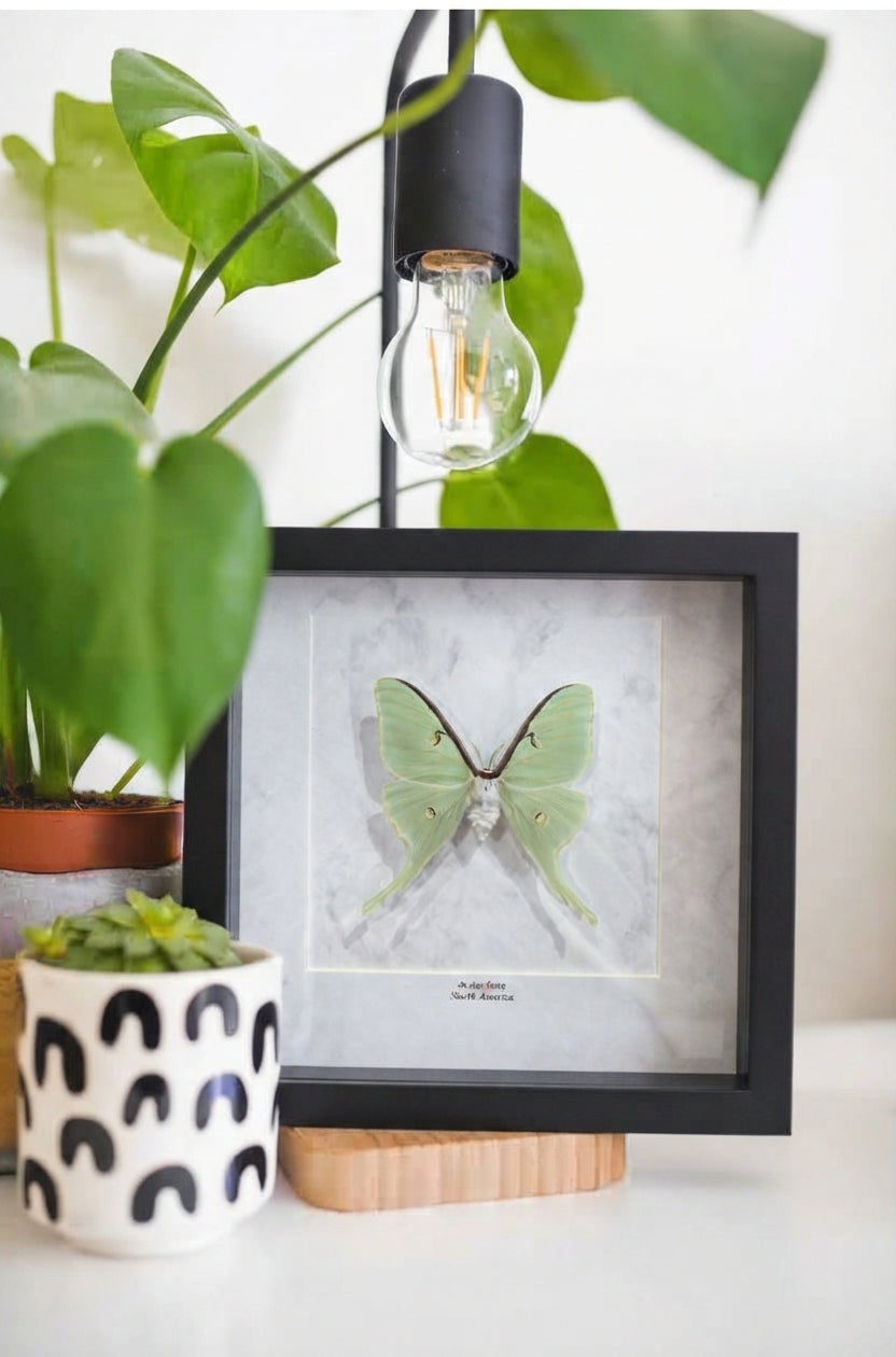 Actias luna