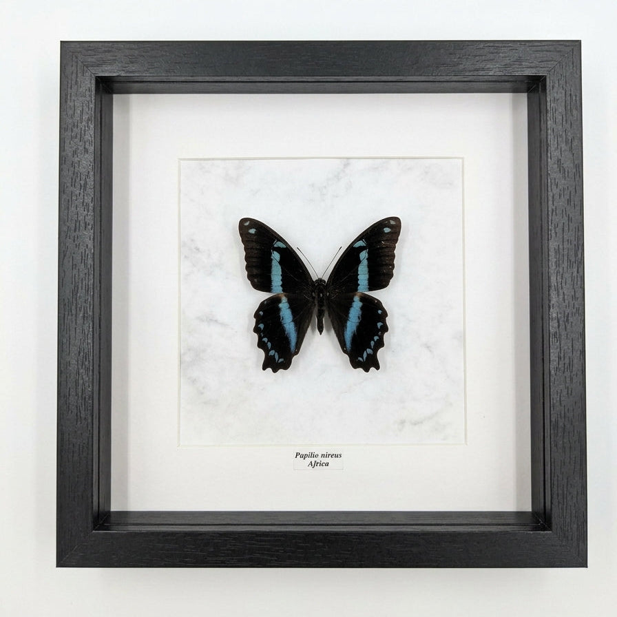 Papilio nireus