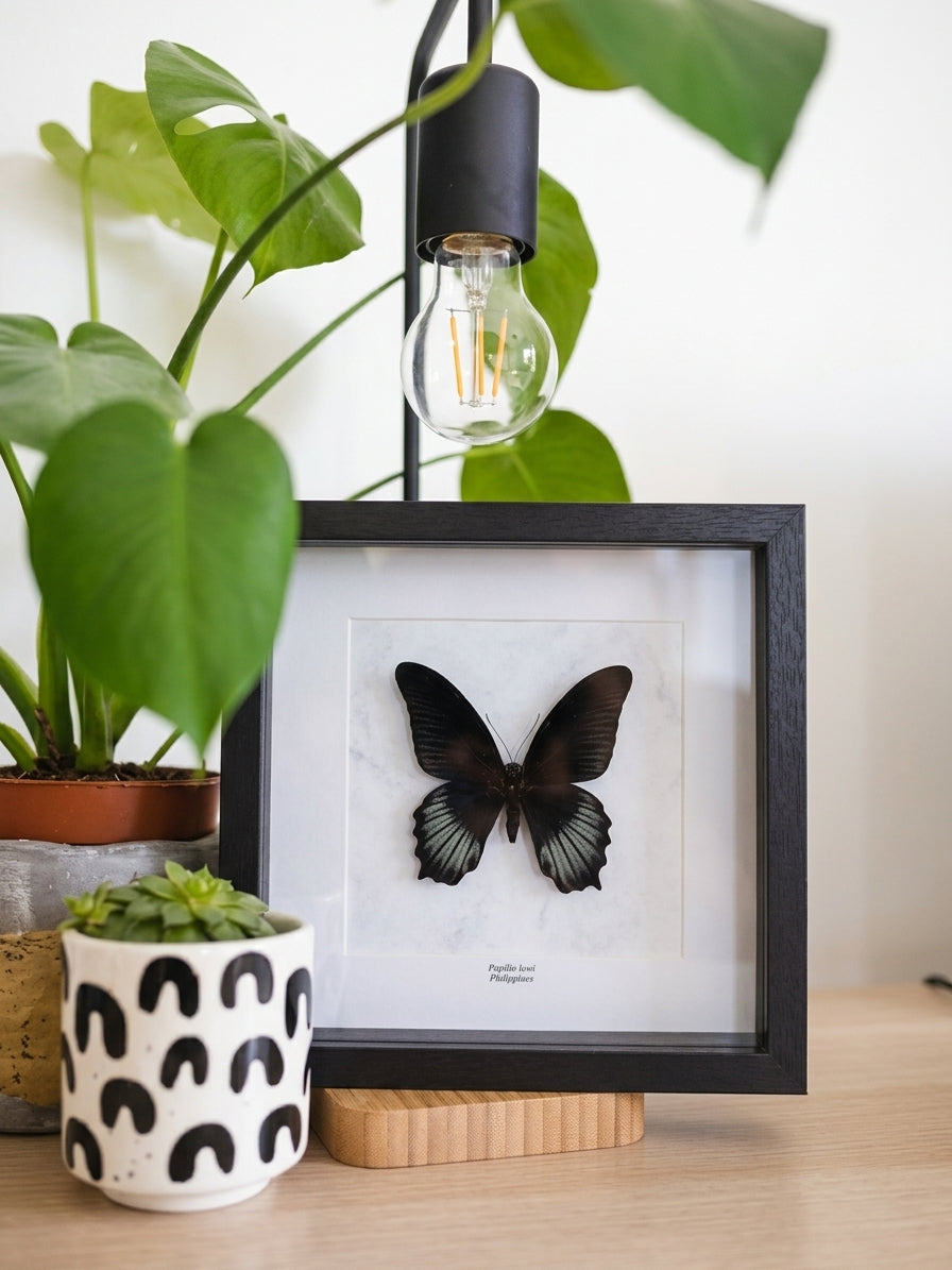 Papilio lowi