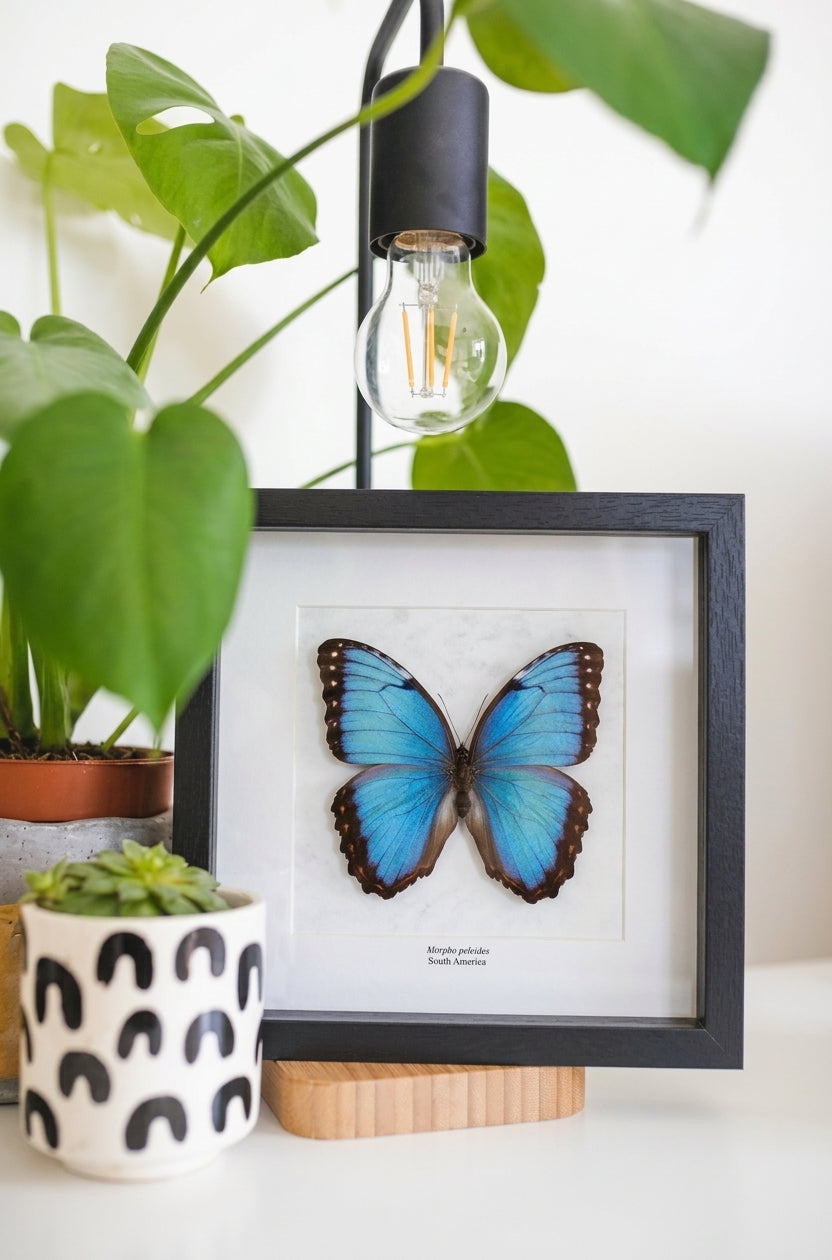 Morpho peleides