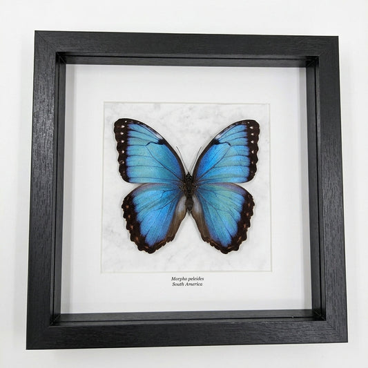 Morpho peleides